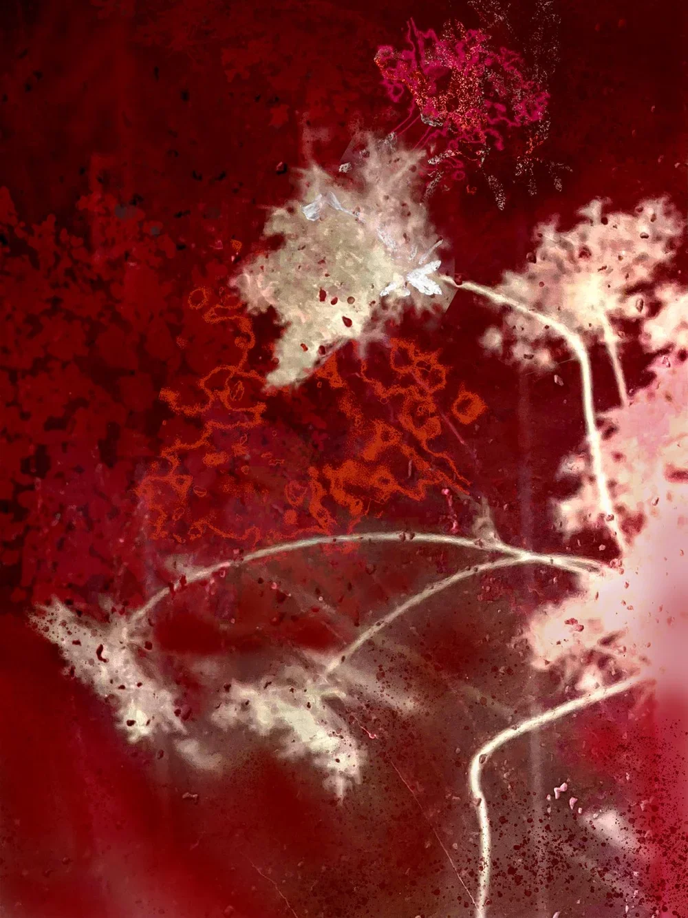 Carol Eisenberg, Queen Anne's Lace 6
