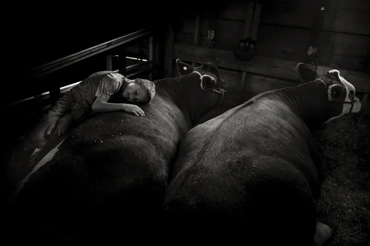 Asher's+Cow.webp