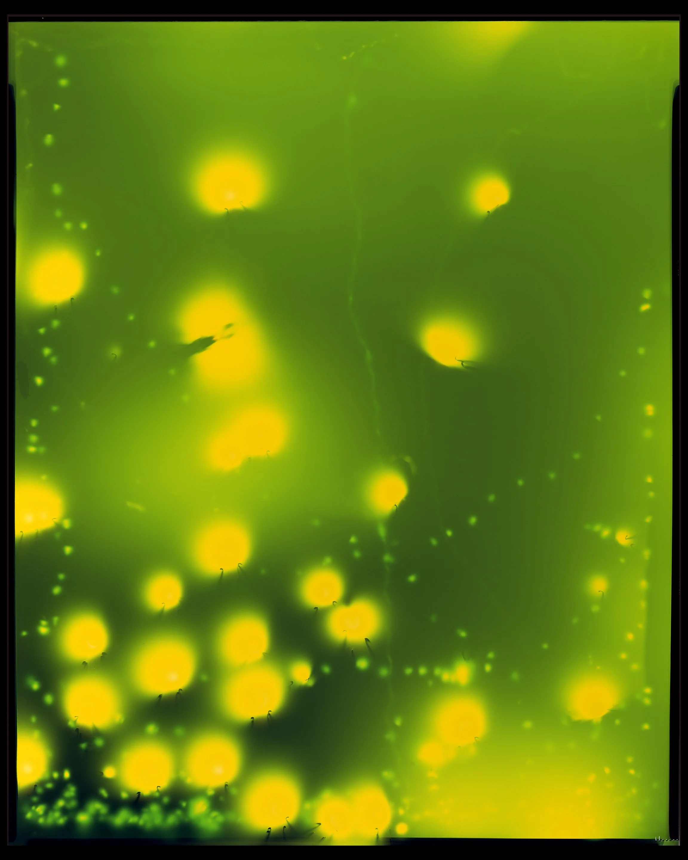 firefly three.jpg