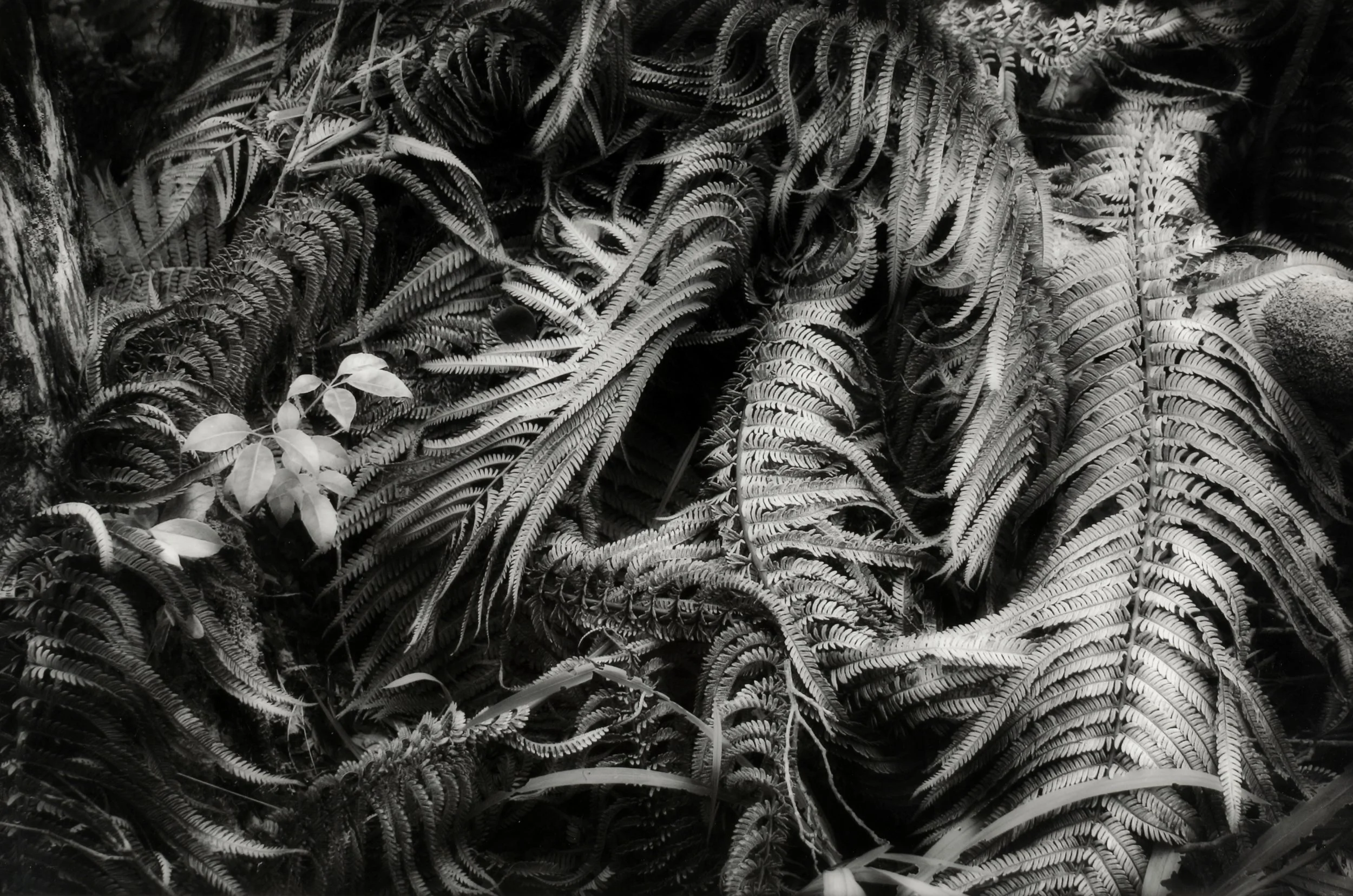 24  Leaves, Hawaii.jpg