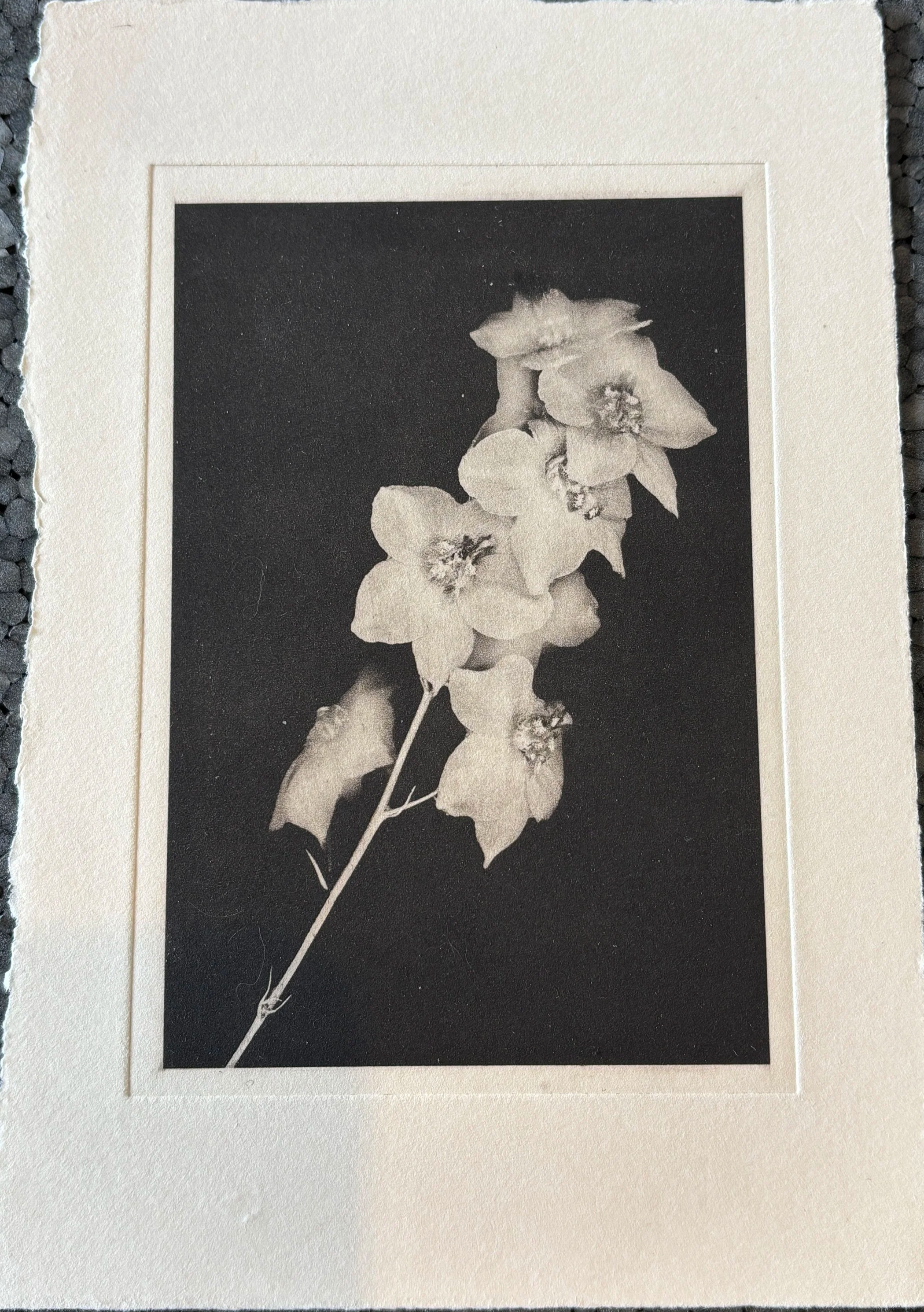Jack Montgomery, White Flower (Small)