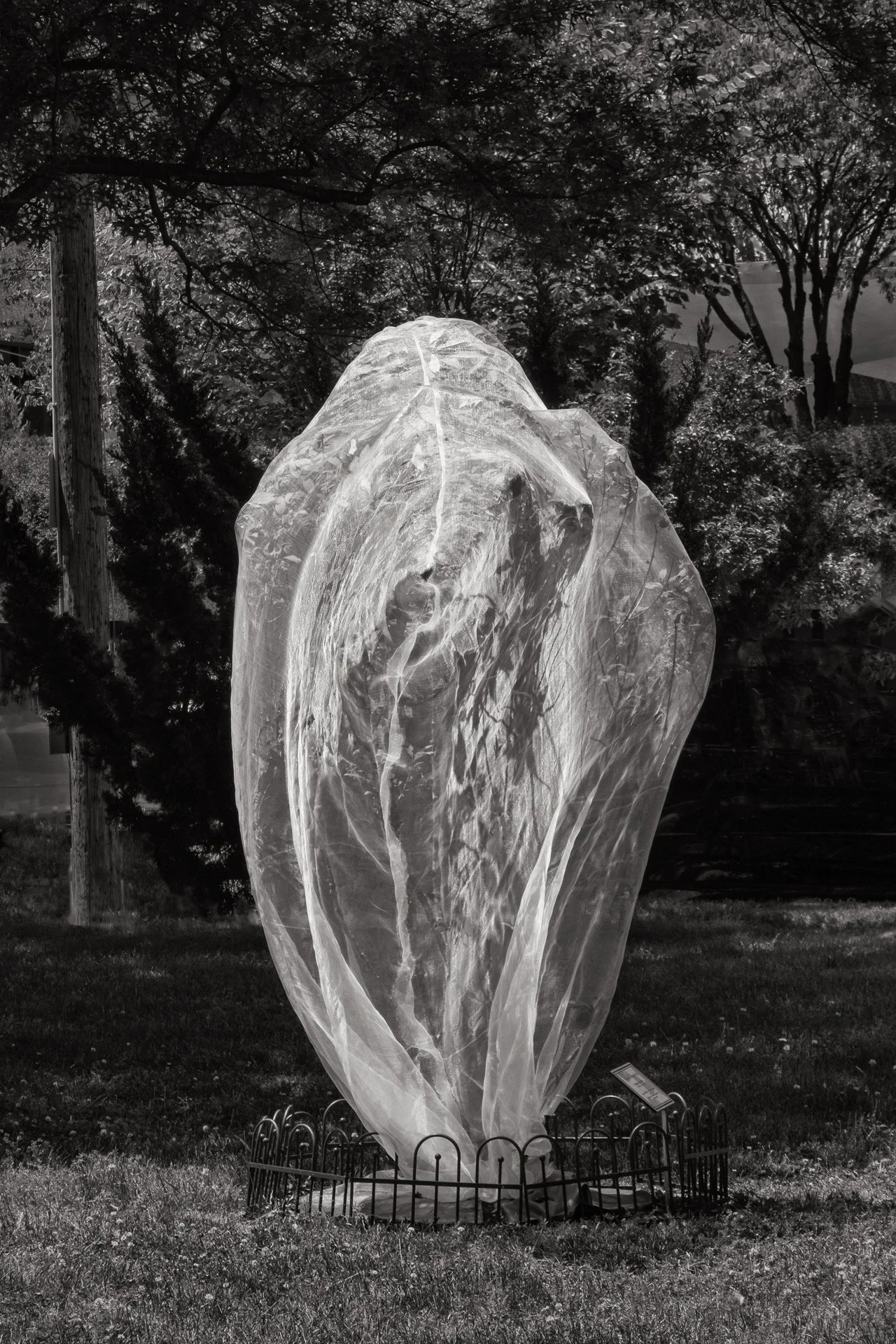 Sarah Hood Salomon, Cocoon