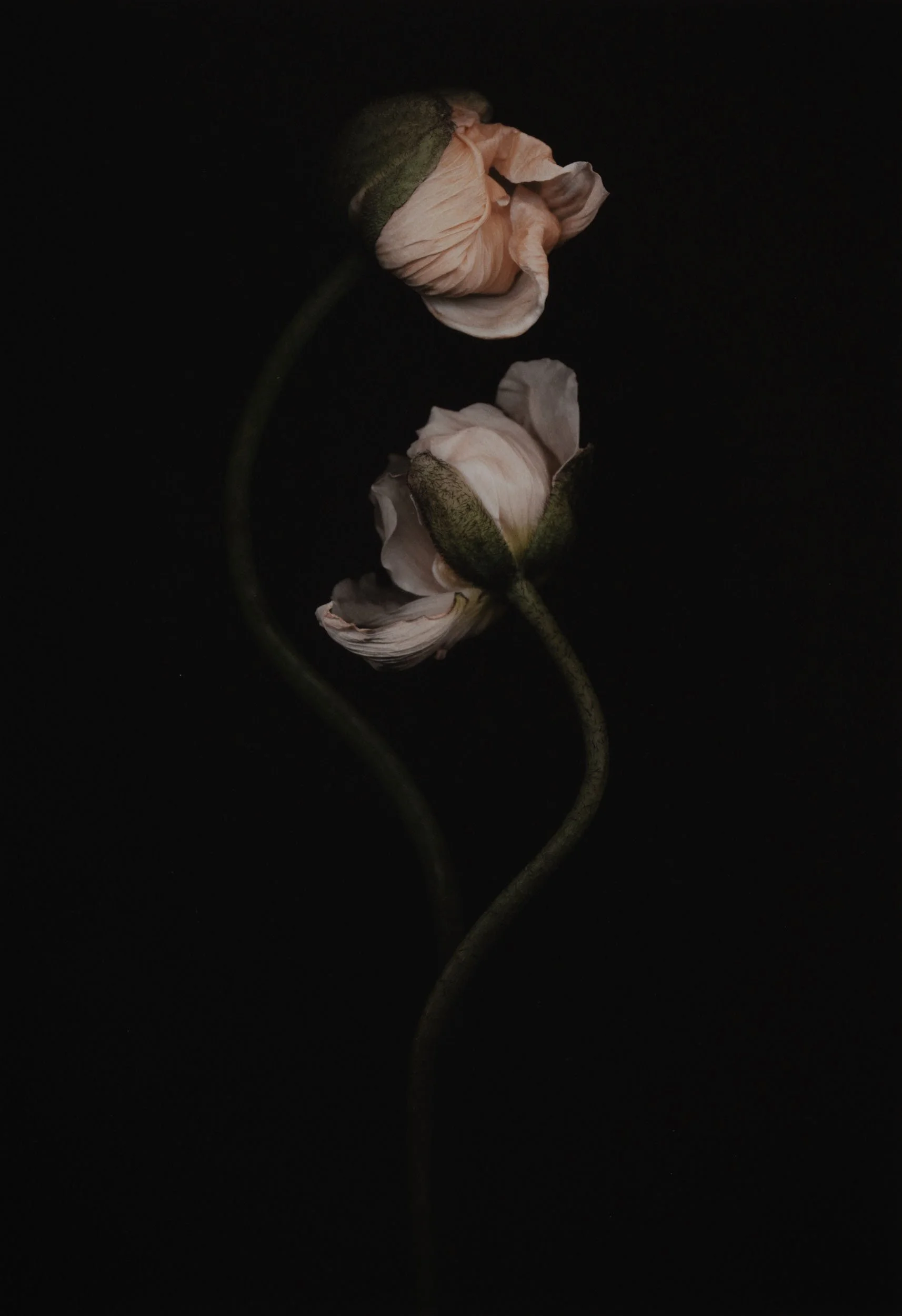 Joyce Tenneson, Untitled Flower's 9
