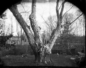 Eugene Cole, Self Portrait, In Tree