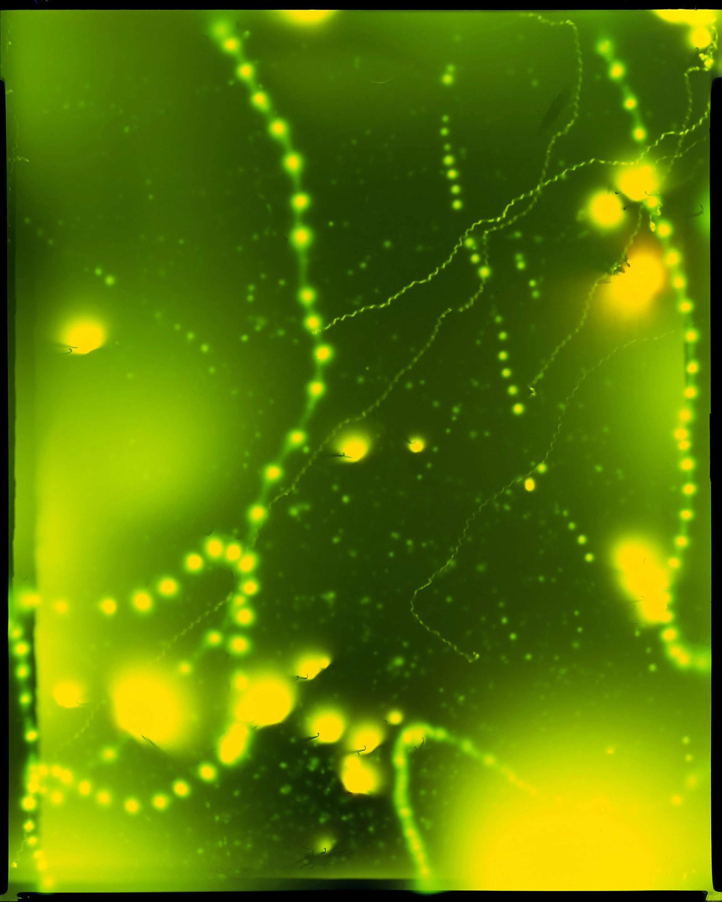 Peter Shellenberger, Firefly 1