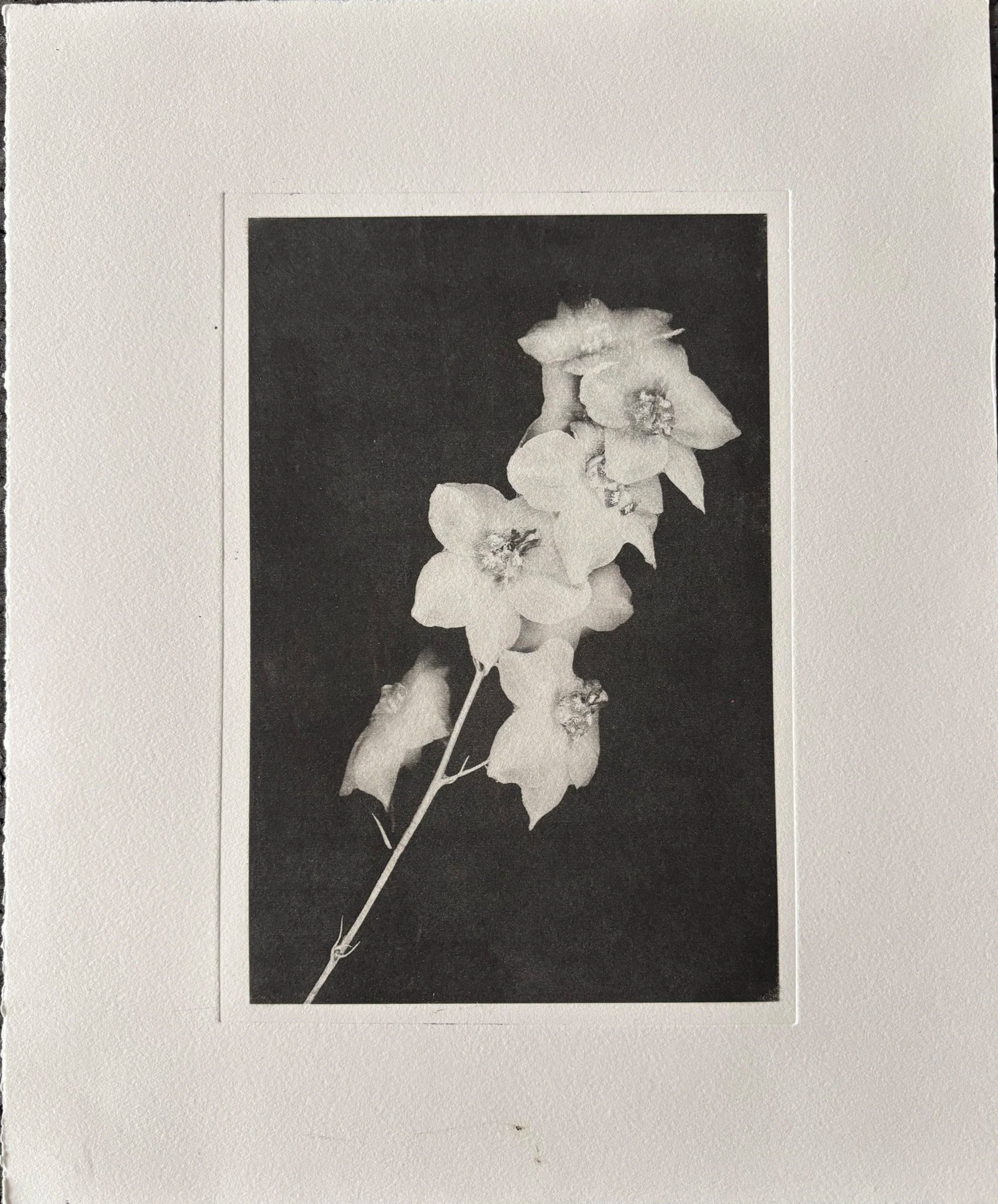 Jack Montgomery, White Flower