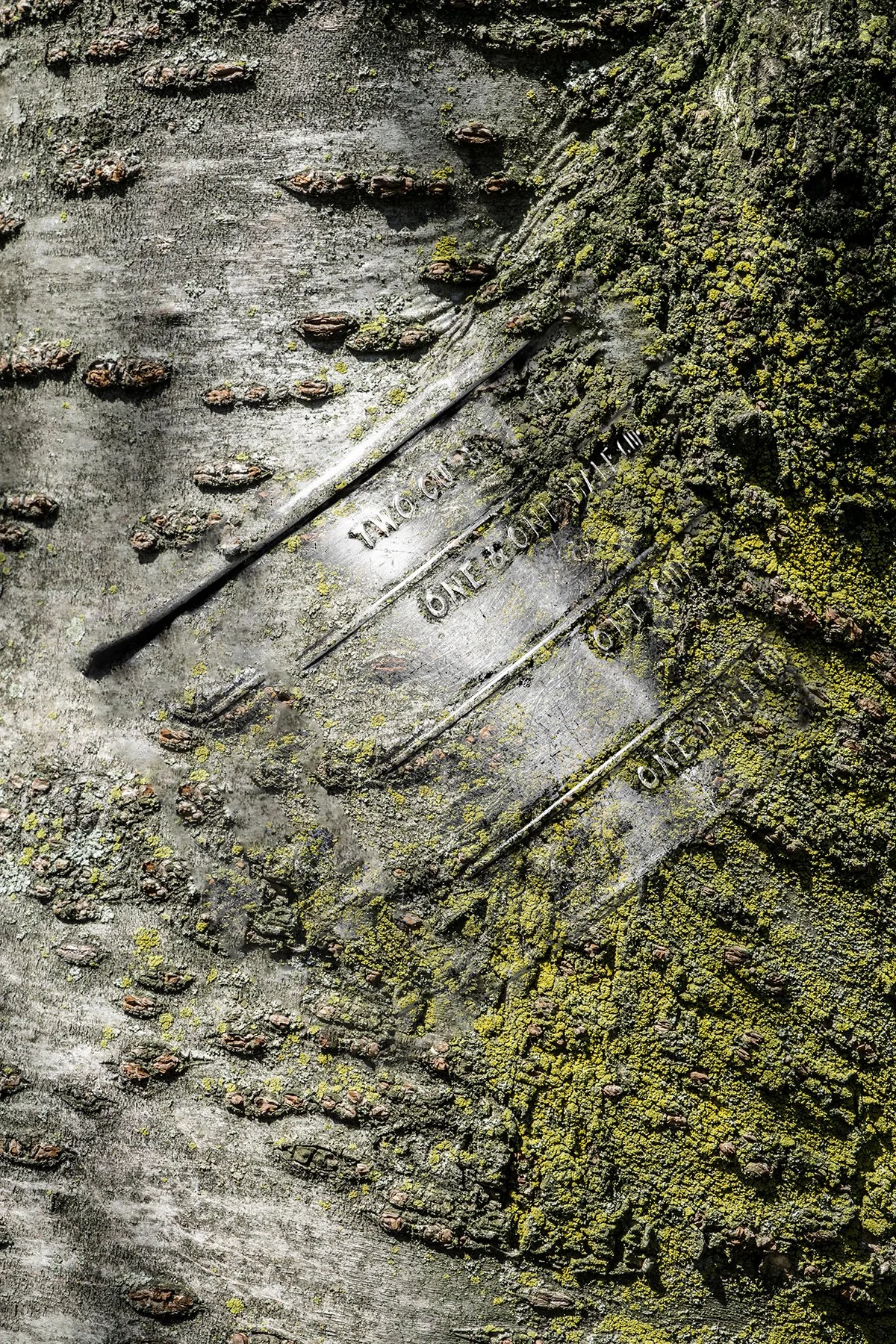 Two Cup Measure, Bernard C. Meyers