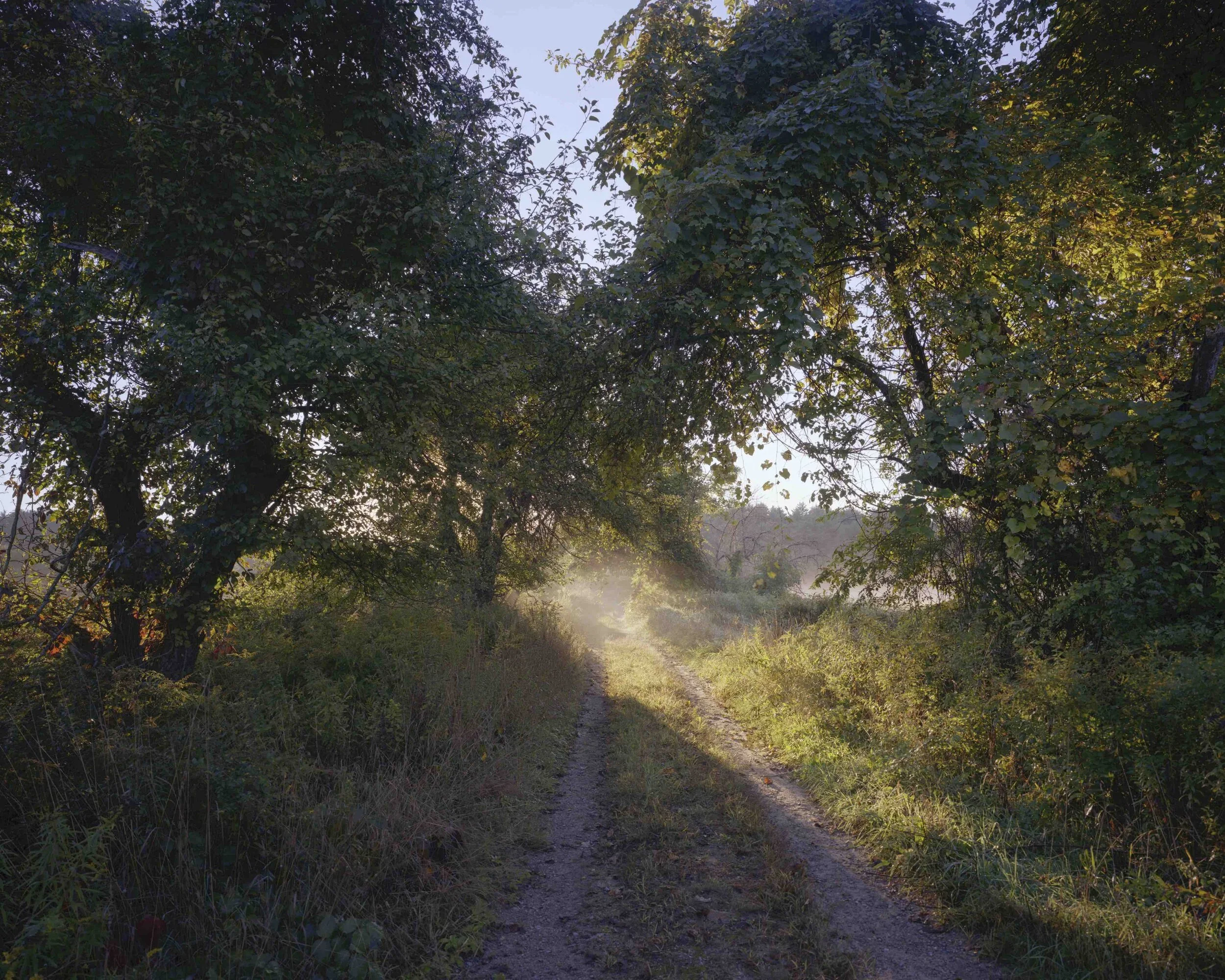 Meadow+Lo+Res.webp