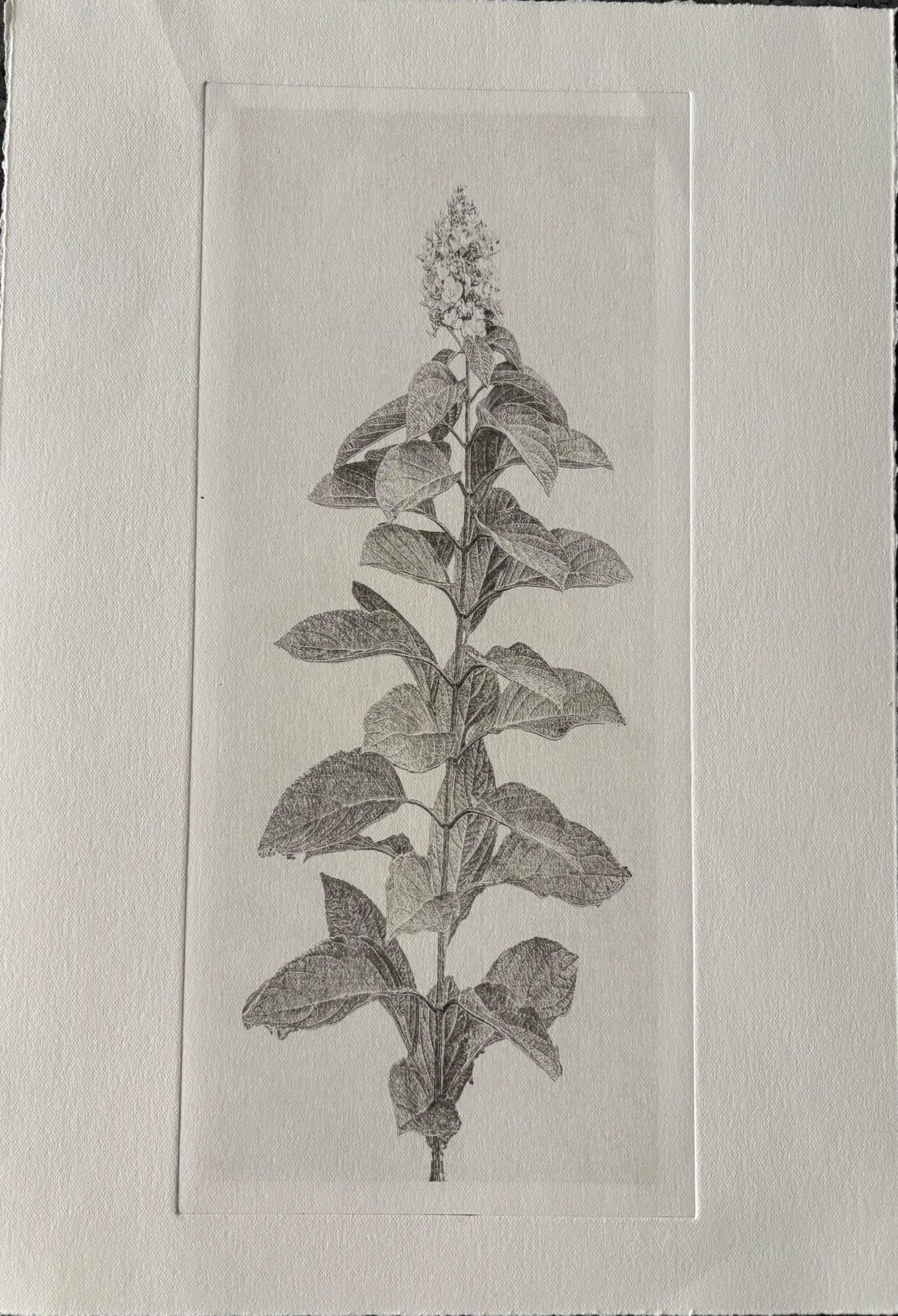 Jack Montgomery, Botanical 2/1-A