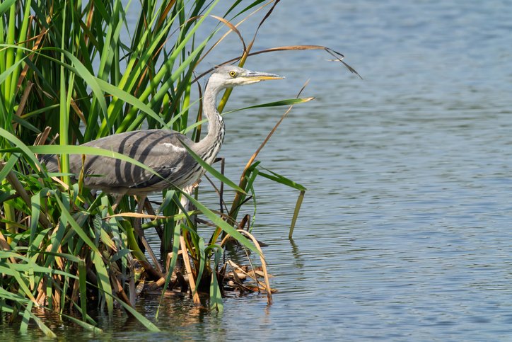 Havant Thicket Reservoir →