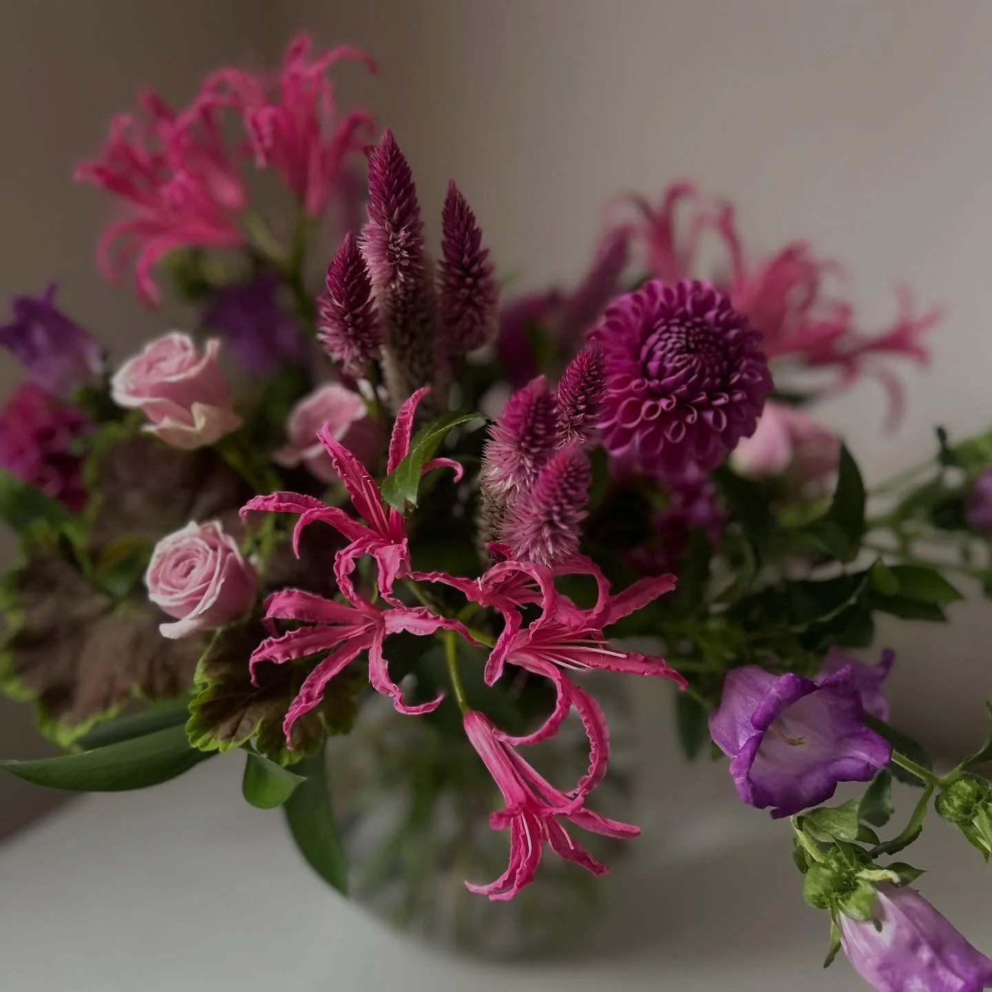 Nerine Lily. A wonderful, long lasting flower. Dainty and delicate but also striking and bold. It&rsquo;s one of my favorites.