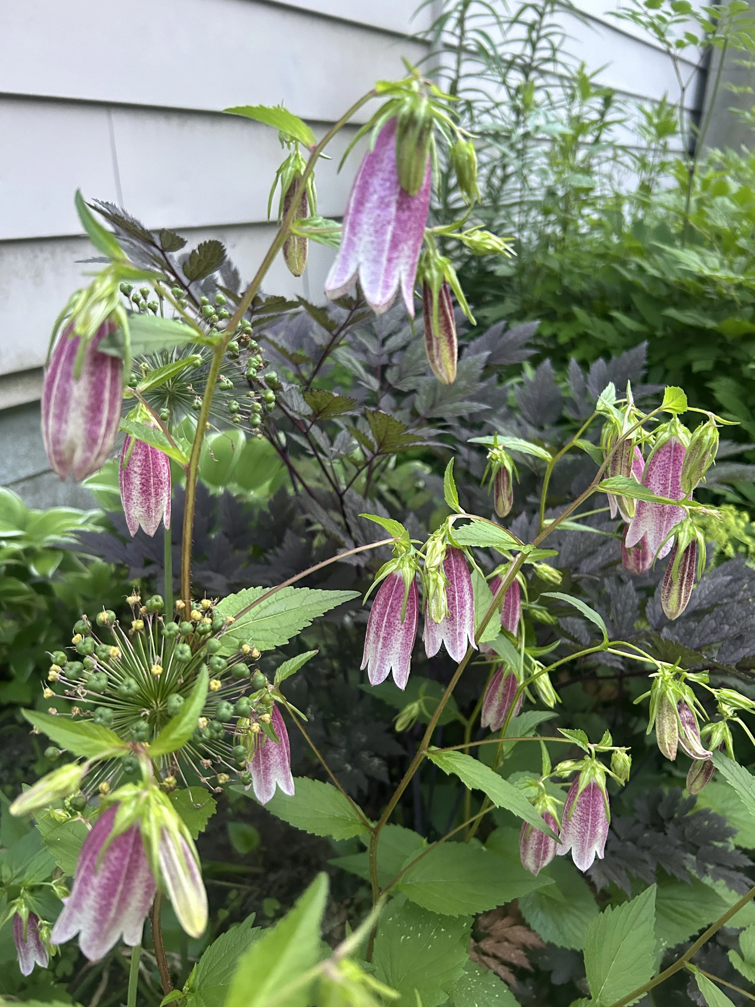 Maine grown Campanula 