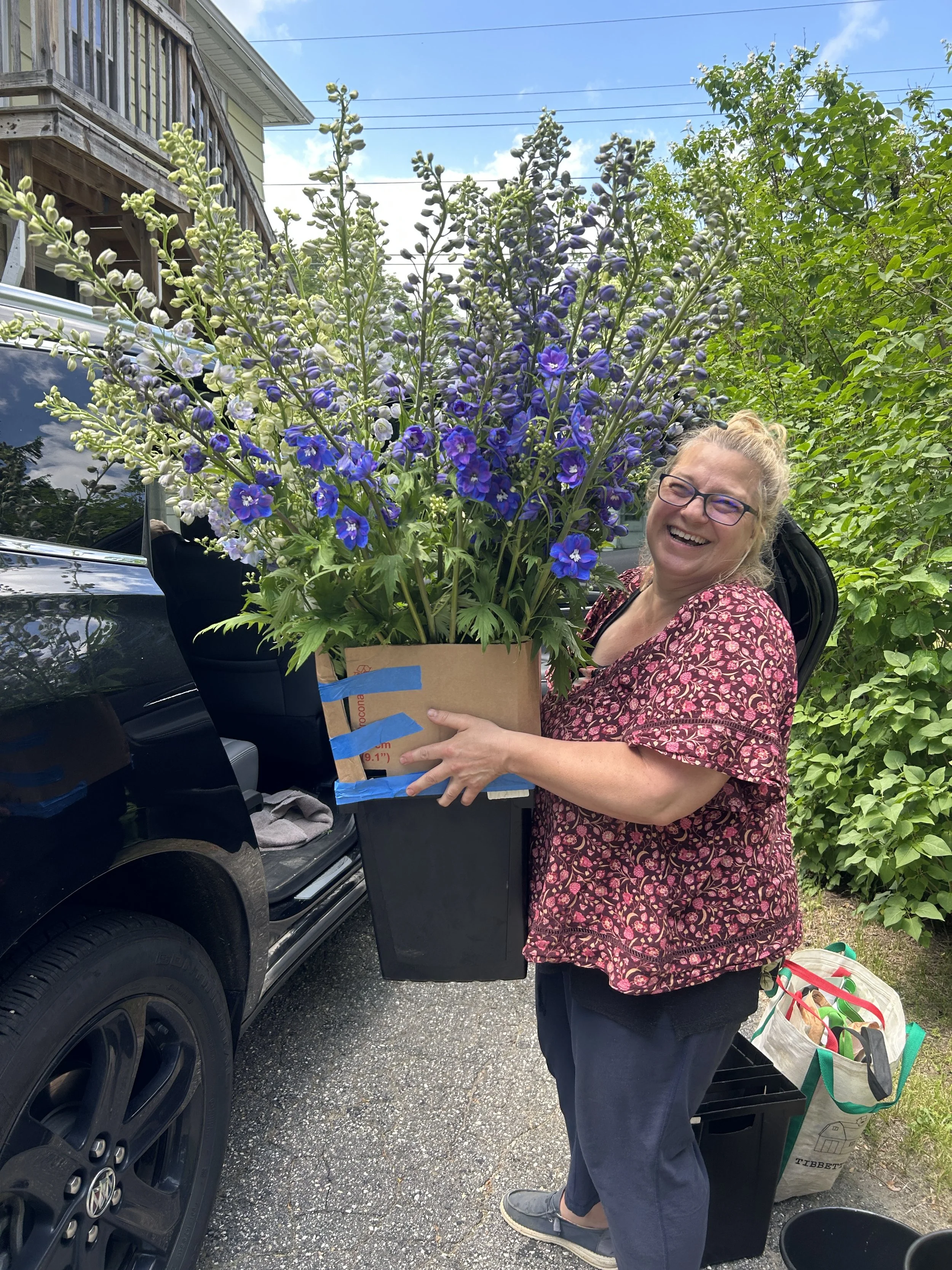 Maine grown Delphinium 