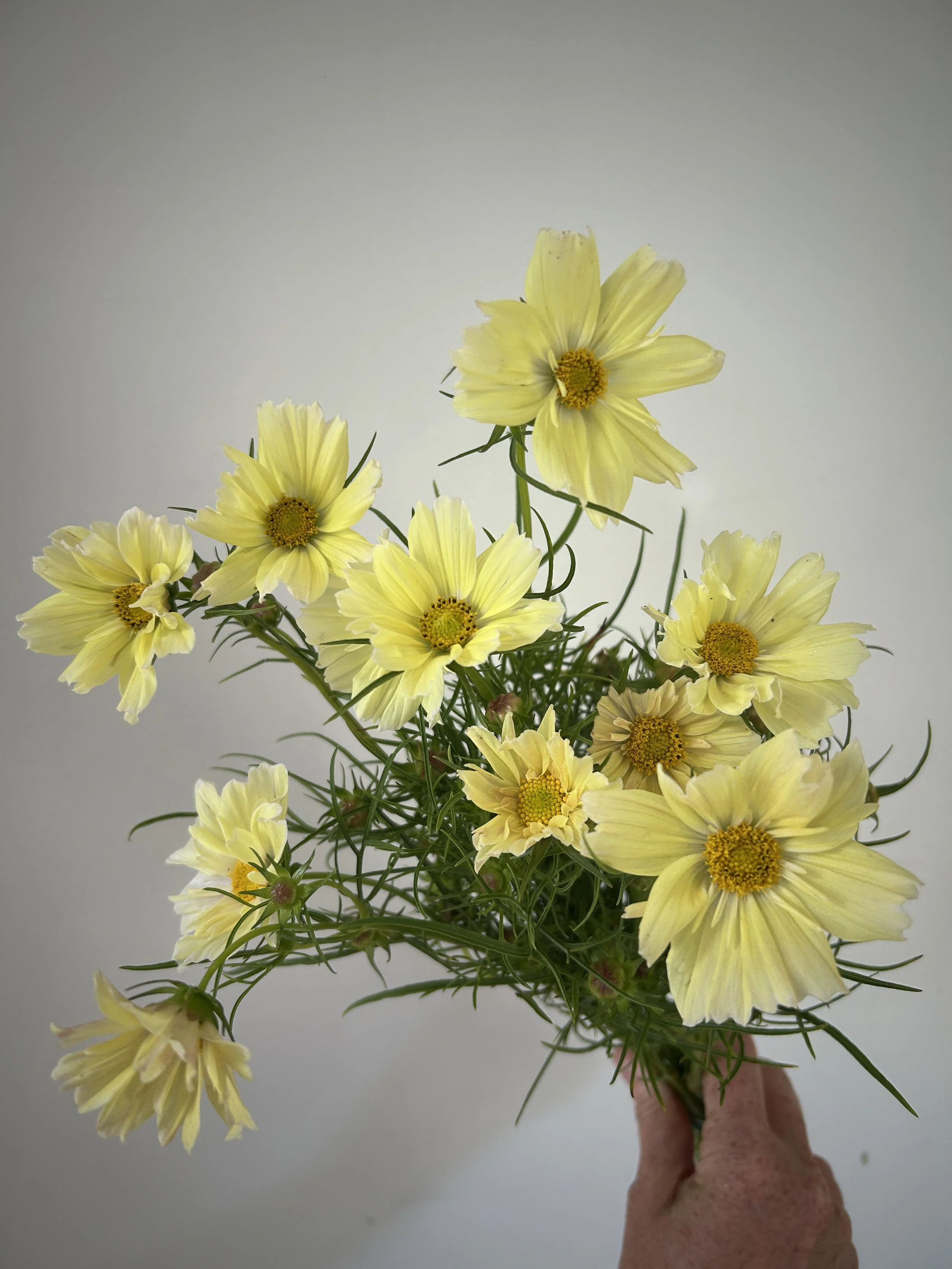 Maine Grown Cosmos