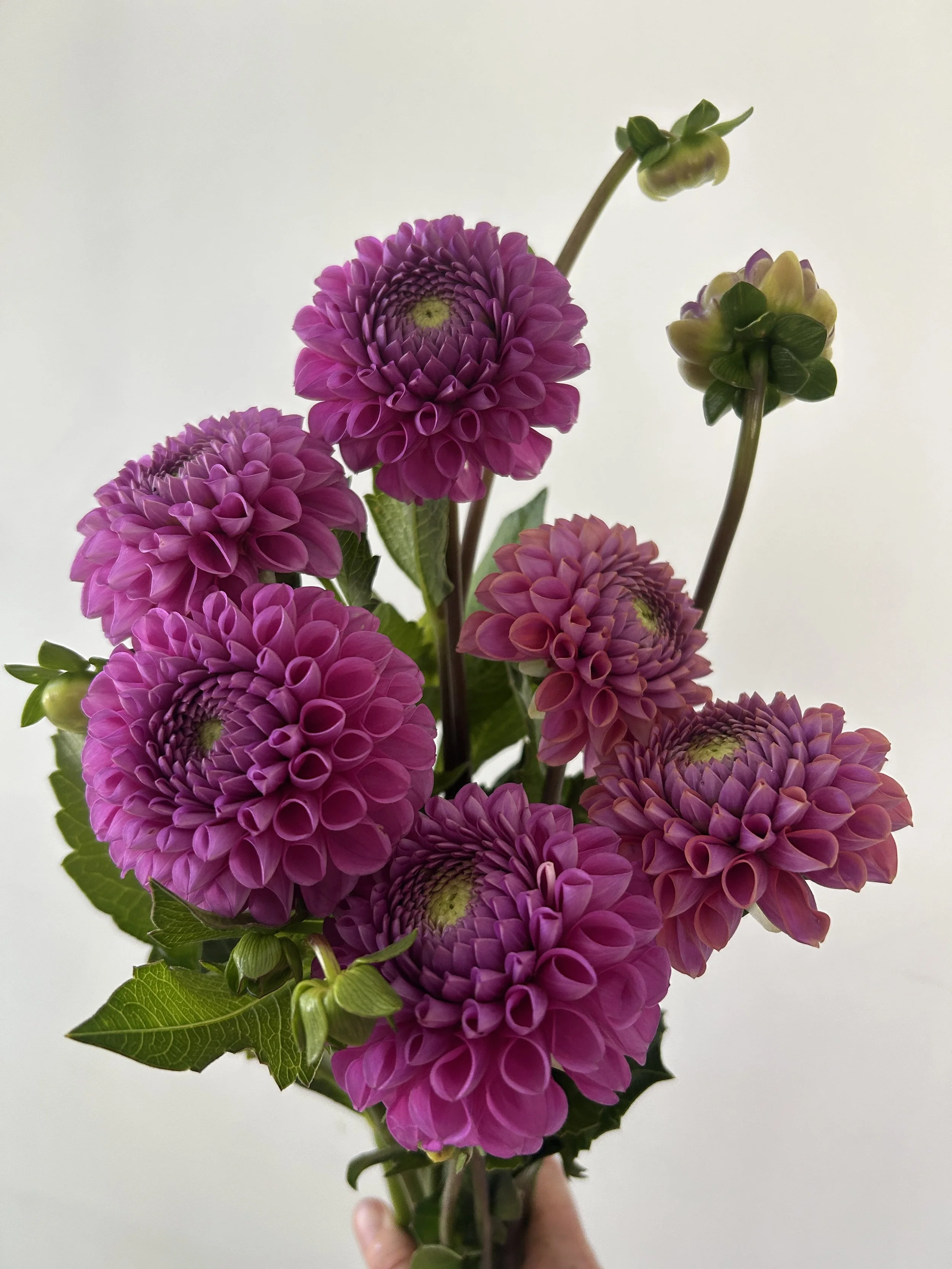 Maine Grown Dahlias