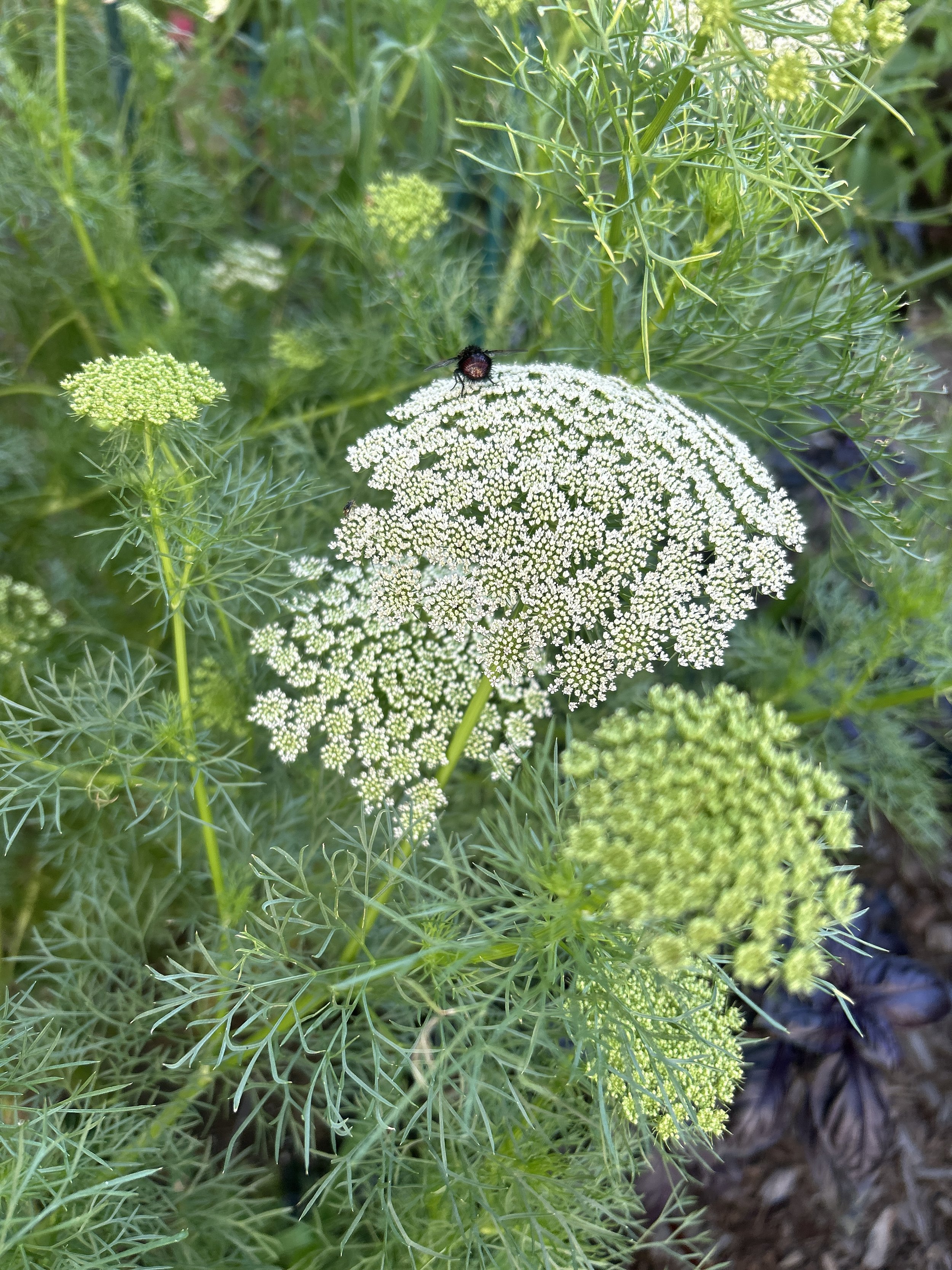 Maine Grown Ammi 'Green Mist' 
