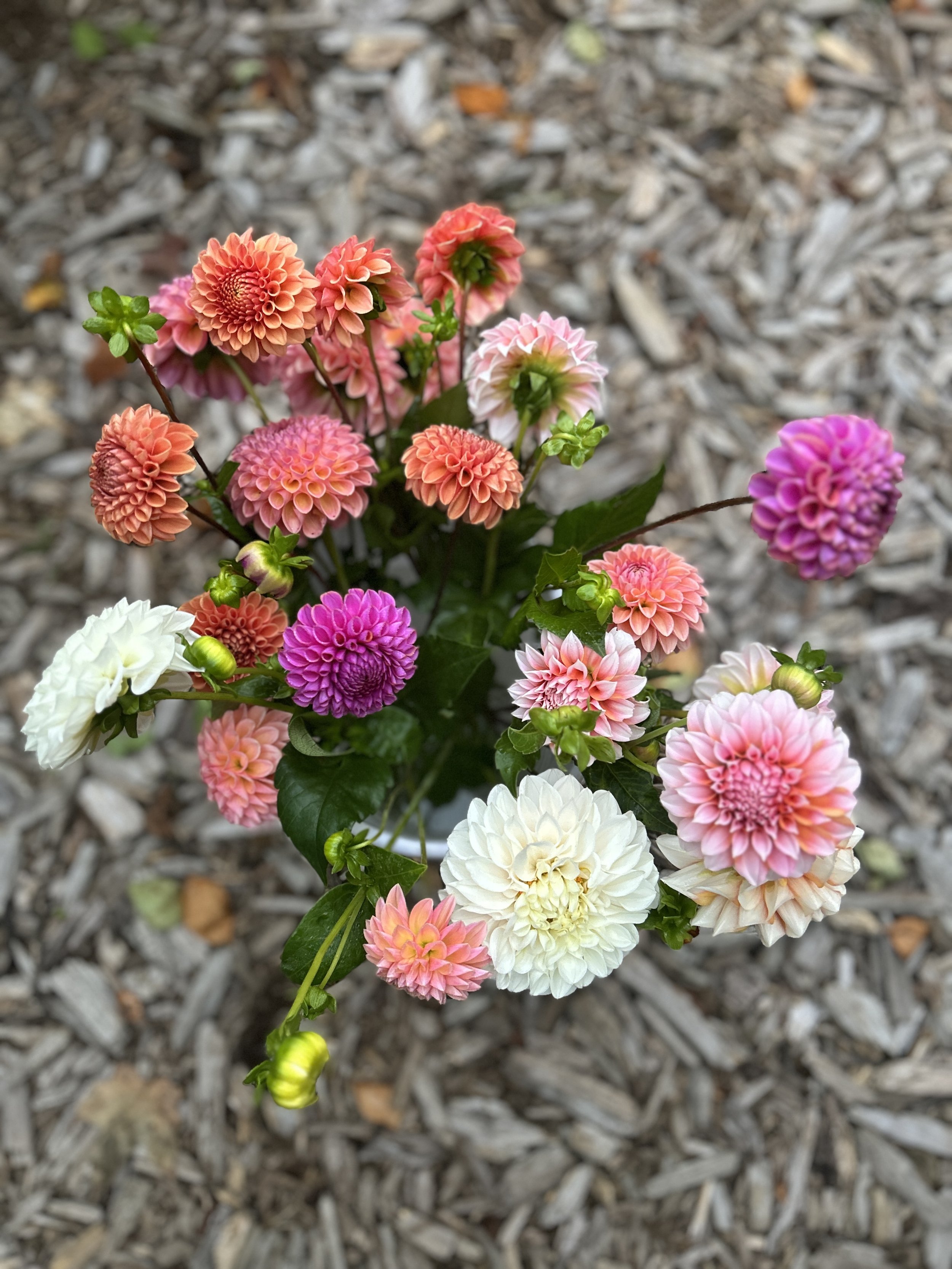 Maine Grown Dahlias