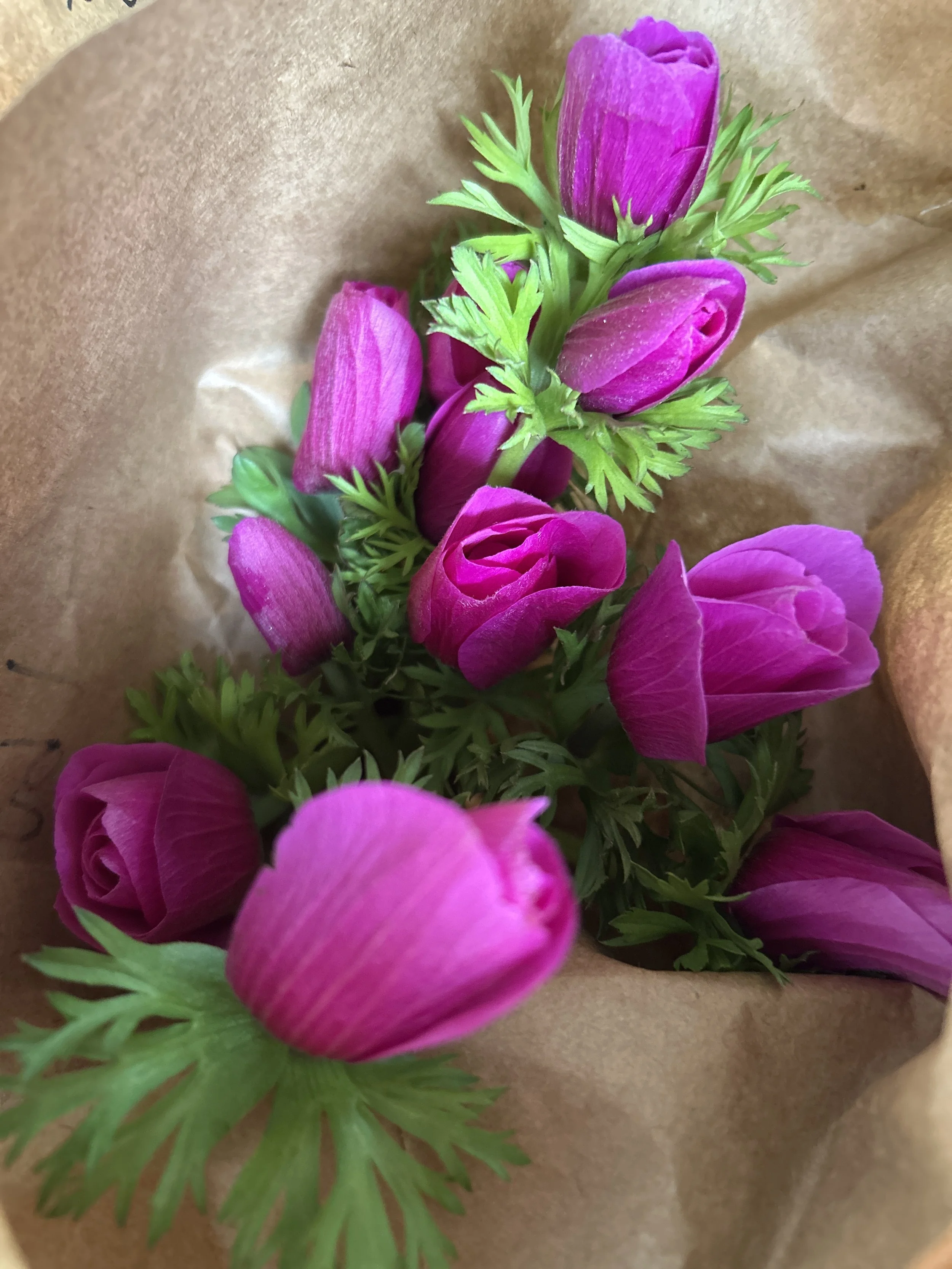 Maine Grown Anemones