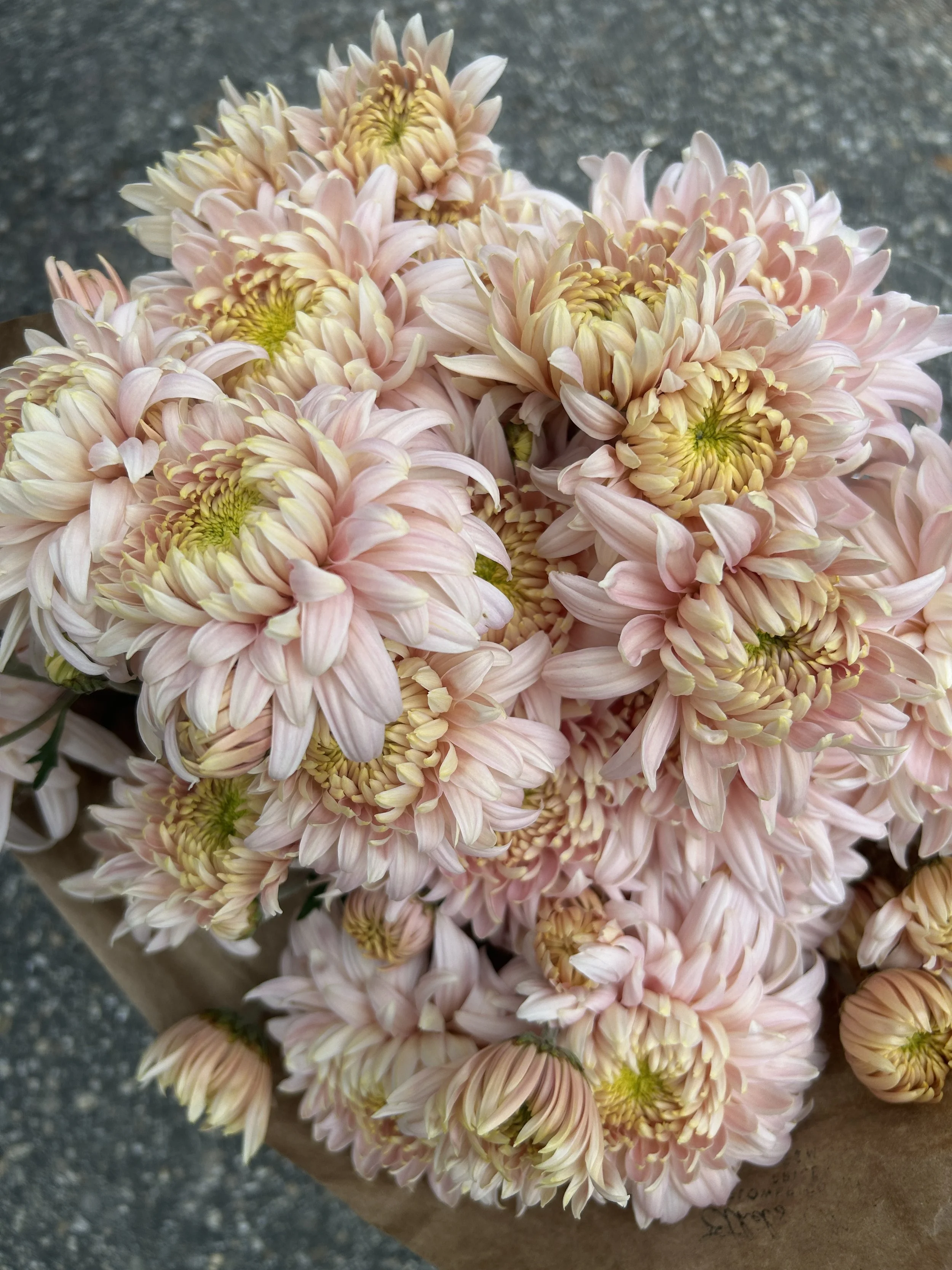 Maine Grown Heirloom Mums