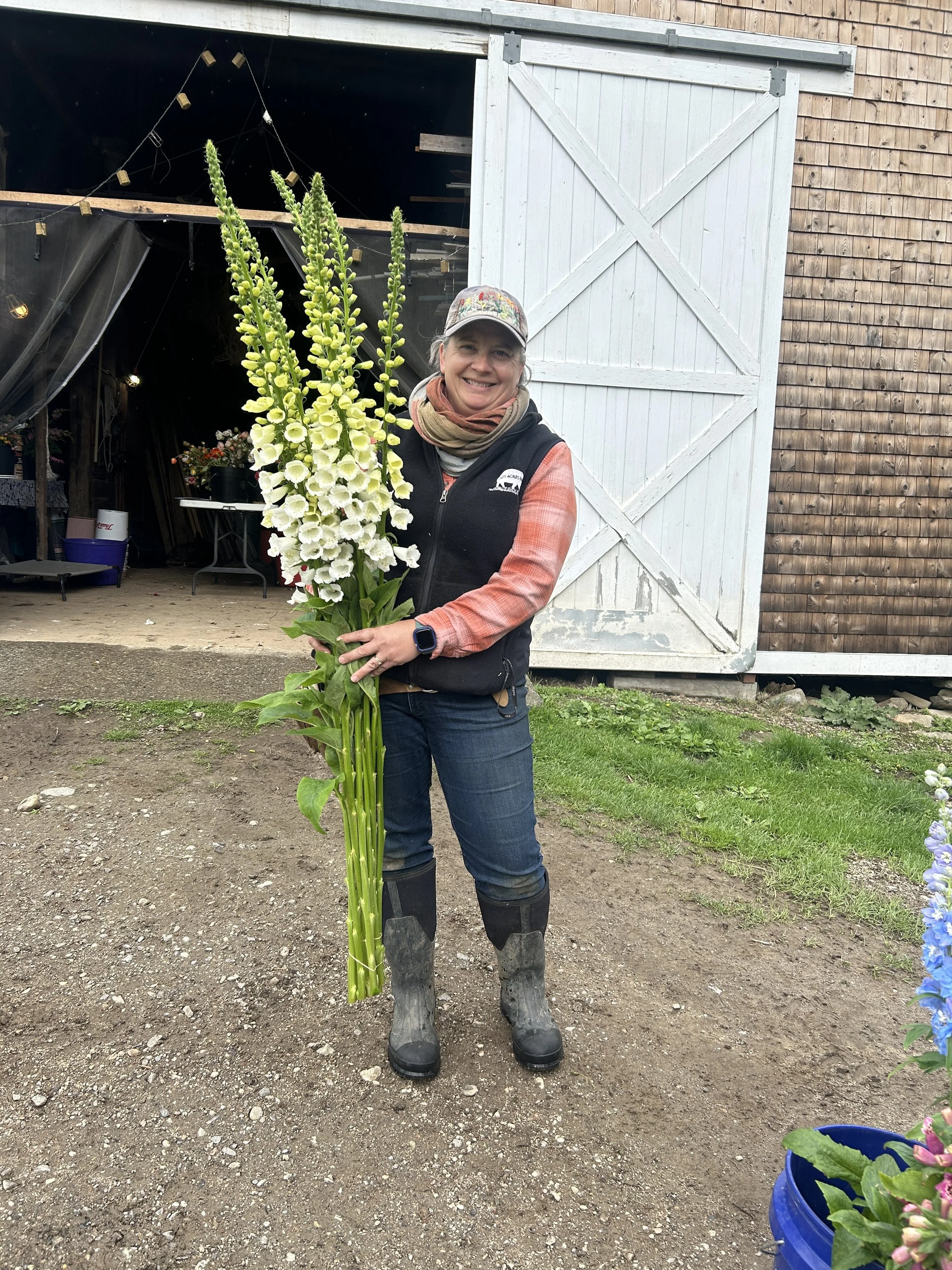 Maine Grown Delphinium