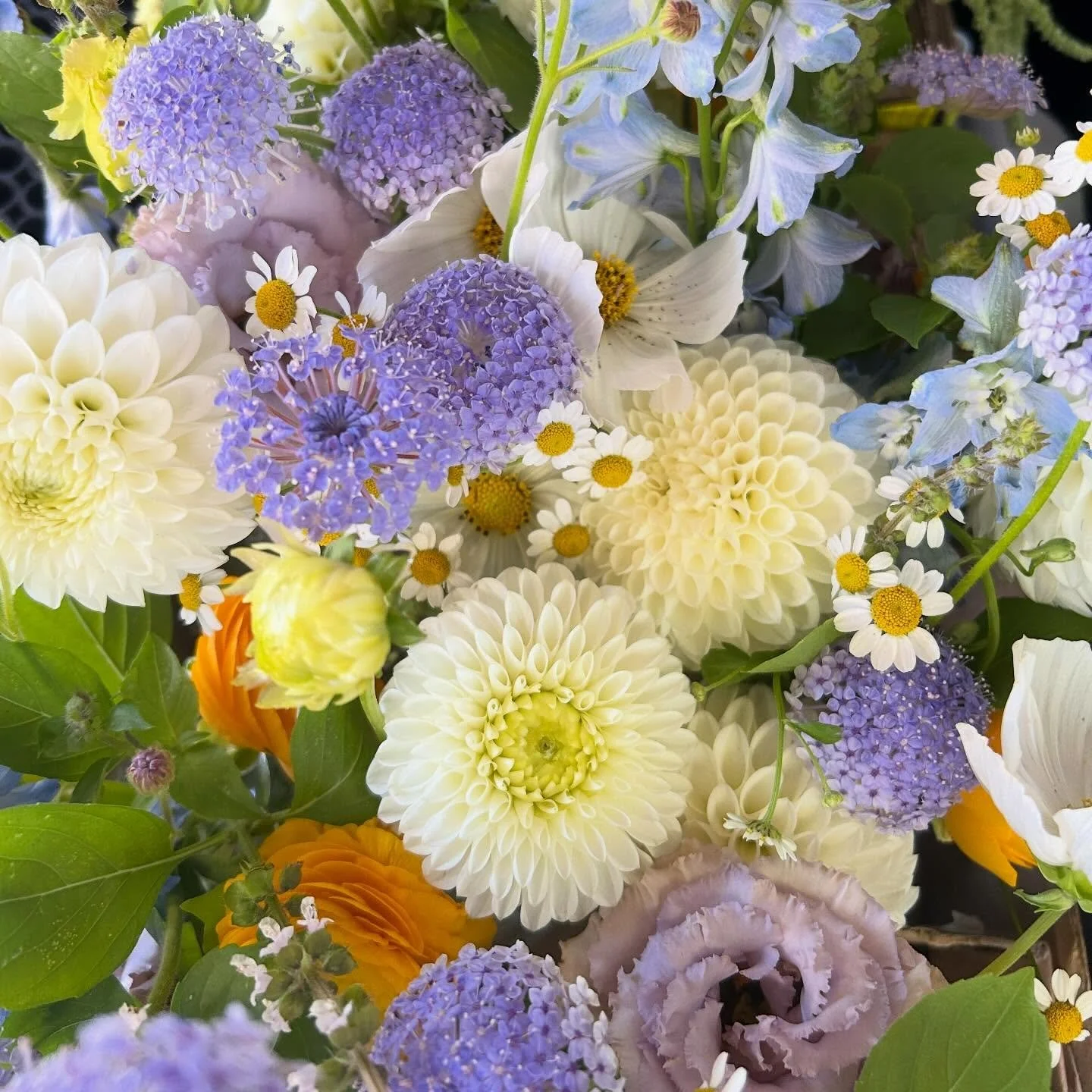 One of my favorite wedding color palettes of 2025, inspired by my couple&rsquo;s vision. 

I lucked out with this dreamy shade of lavender Didiscus, balanced perfectly between blue and purple. Erin from @falmouthtownflowerco had extra &lsquo;Chateau 