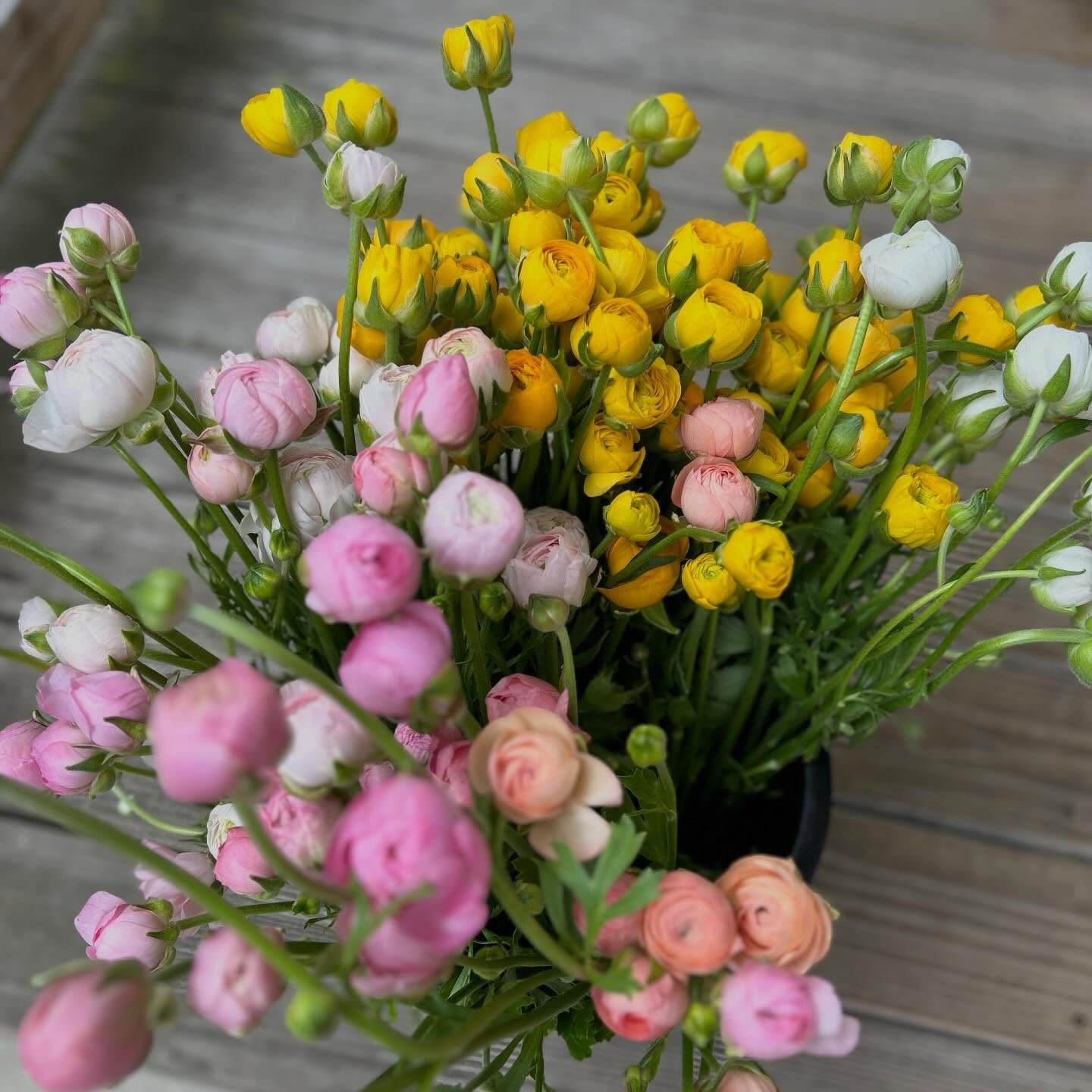 Someday soon I&rsquo;ll be picking up buckets of Ranunculus from the @maineflowercollective.

Ranunculus grown by @lazyacresfarm