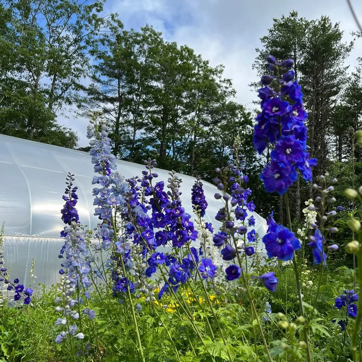 I did the most nourishing thing I could do for myself- I spent two days talking about flowers with flower farmers and florists at the Flowering in the North conference in Portland. I learned about farming practices and harvest methods, and I also had