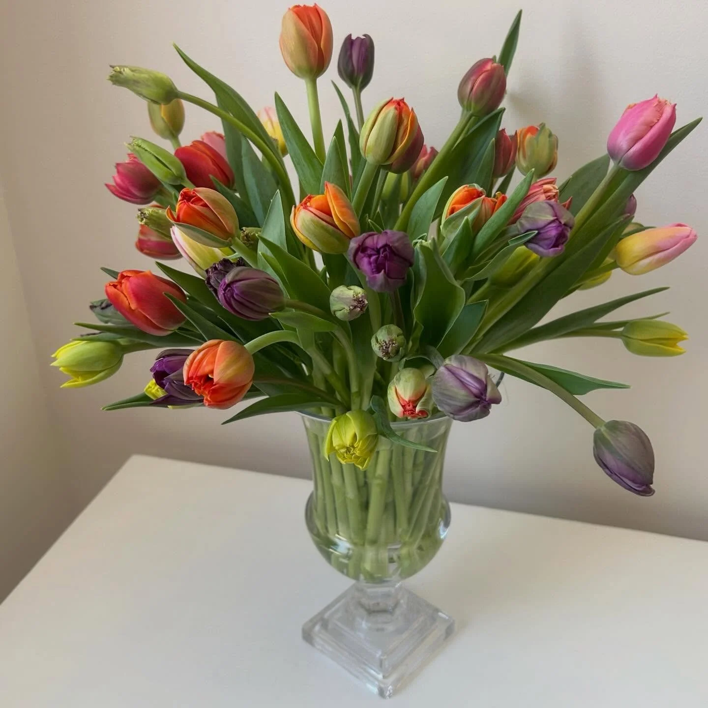 @peasehillfarm really came through for me this week when my MA and RI wholesalers were socked in with more than 3&rsquo; of snow. With a quick text exchange, Kim&rsquo;s gorgeous greenhouse-grown tulips were at my doorstep, allowing me to keep my bus
