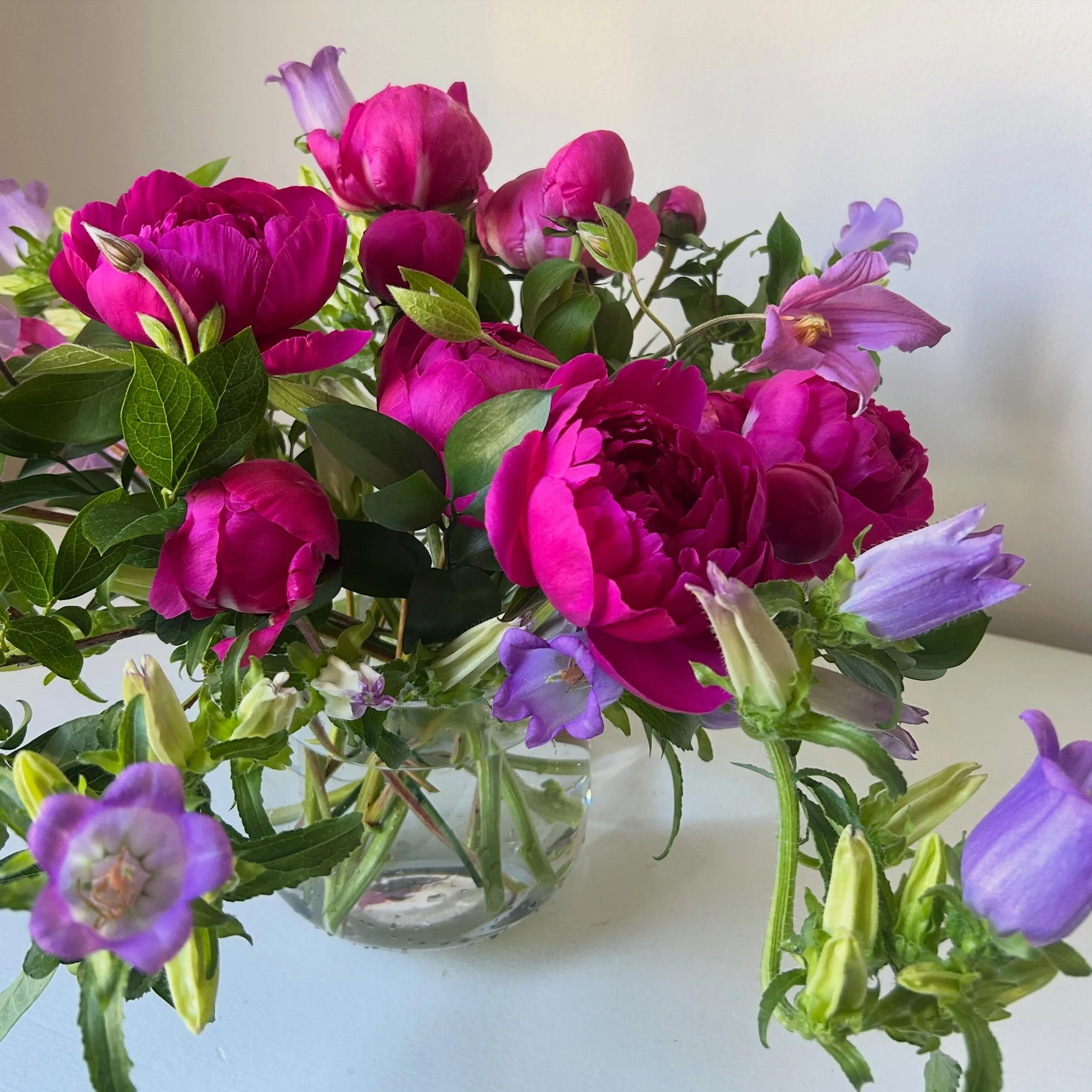 Juicy summer colors. All grown in Maine!

Bush Clematis &lsquo;Magical Pink Girl&rsquo; from @blueflagfarmmaine 
Peony &lsquo;Kansas&rsquo; from @foxfarmflowersofmaine 
Blueberry branches from @rivard.farm 
via @maineflowercollective 

Campanula grow