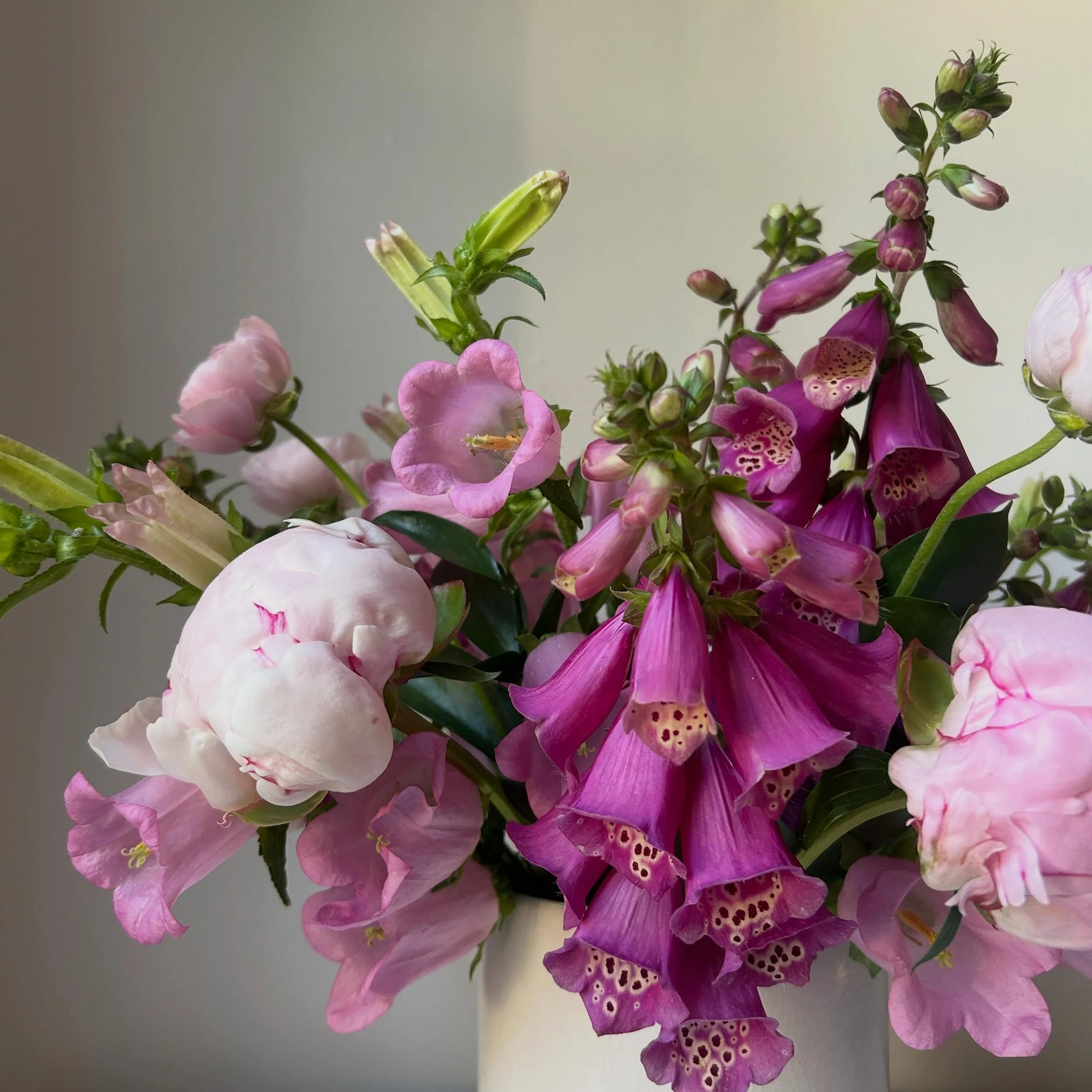 This really is the best time of year for locally grown flowers. Especially the big blossomed, ruffly petal kind. It&rsquo;s been a dream. 

-
All Maine grown!
Digitalis from @onthemountainfarm 
Peonies from @grounded_seed_flower_farm 

Campanula from