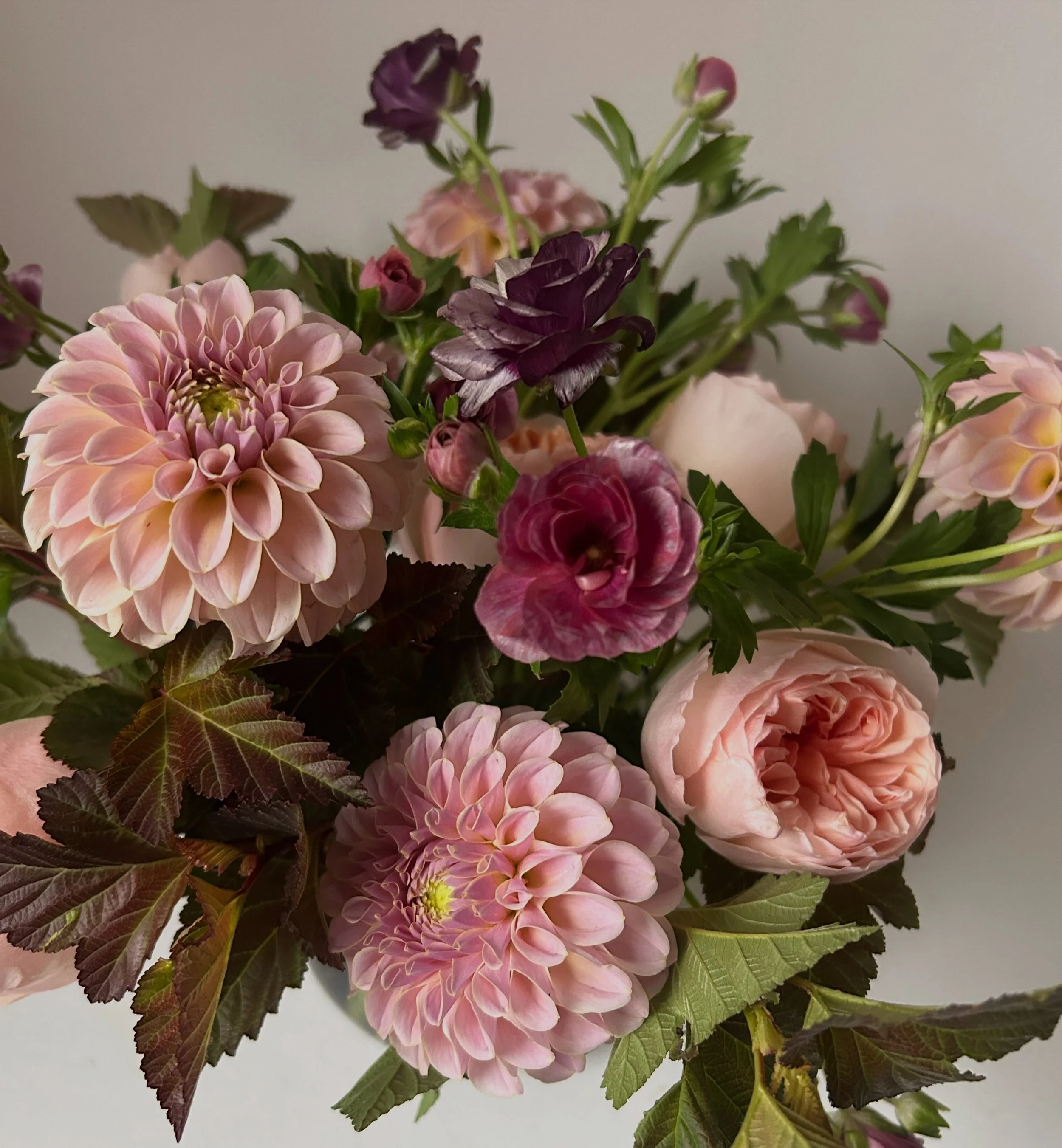I&rsquo;ve never met Melanie from Downeast Dahlias in Trenton, Maine. Yes, we&rsquo;ve emailed back and forth a couple of times, but I don&rsquo;t have any sense of who she is. She&rsquo;s not on Instagram or all over social media posting videos or t