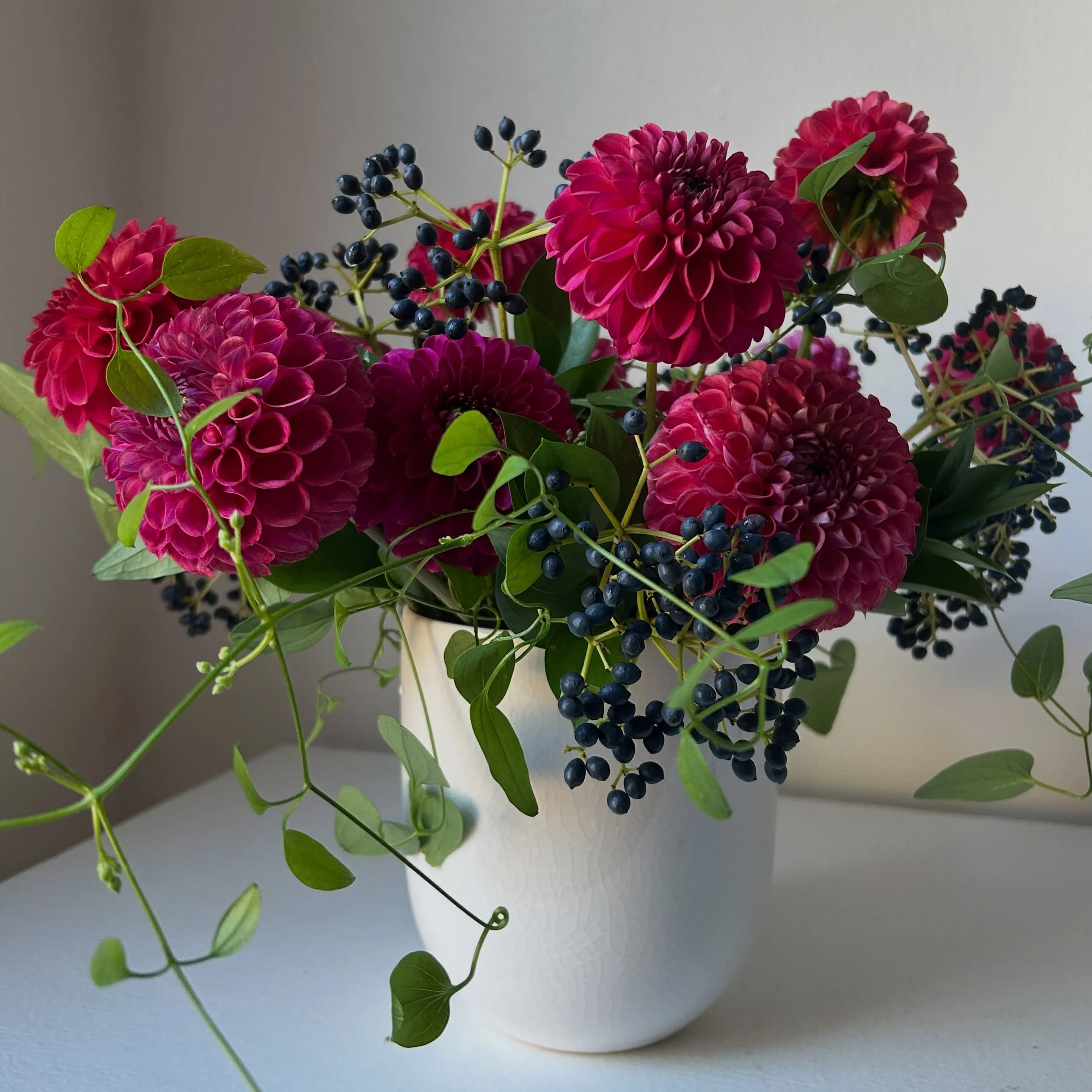 The season&rsquo;s changing. The afternoon light is different, students are back on campus and the dahlias are blooming. 

Dahlia &lsquo;Caitlin&rsquo;s Joy&rsquo; from @bumblerootorganicfarm with &lsquo;Dahlia &lsquo;Karma Fox Maroon&rsquo; from @br