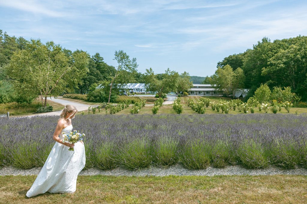 Bride walking in a lavender field at Maine flower farm