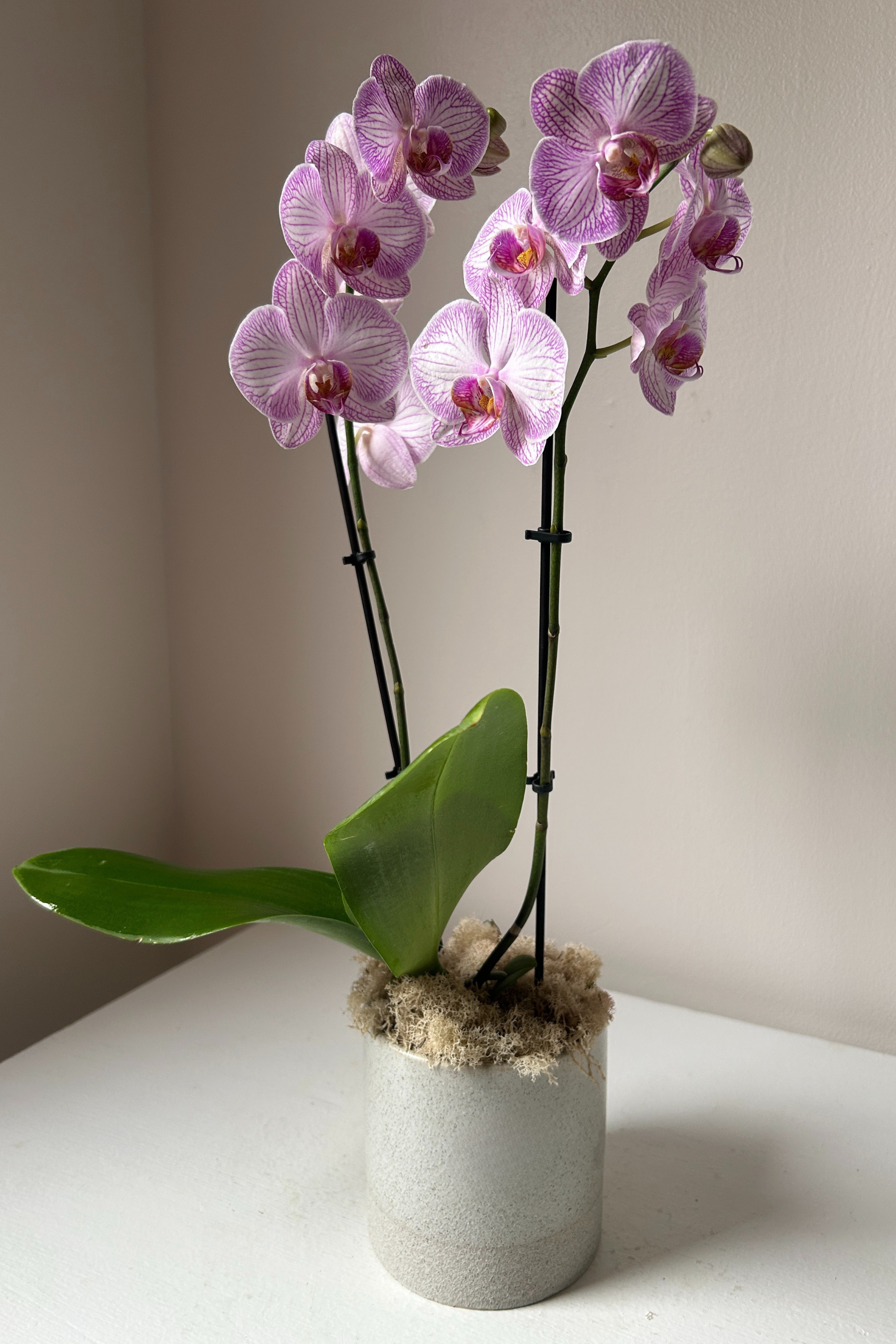 Small colorful orchid in ceramic container by Maine florist.