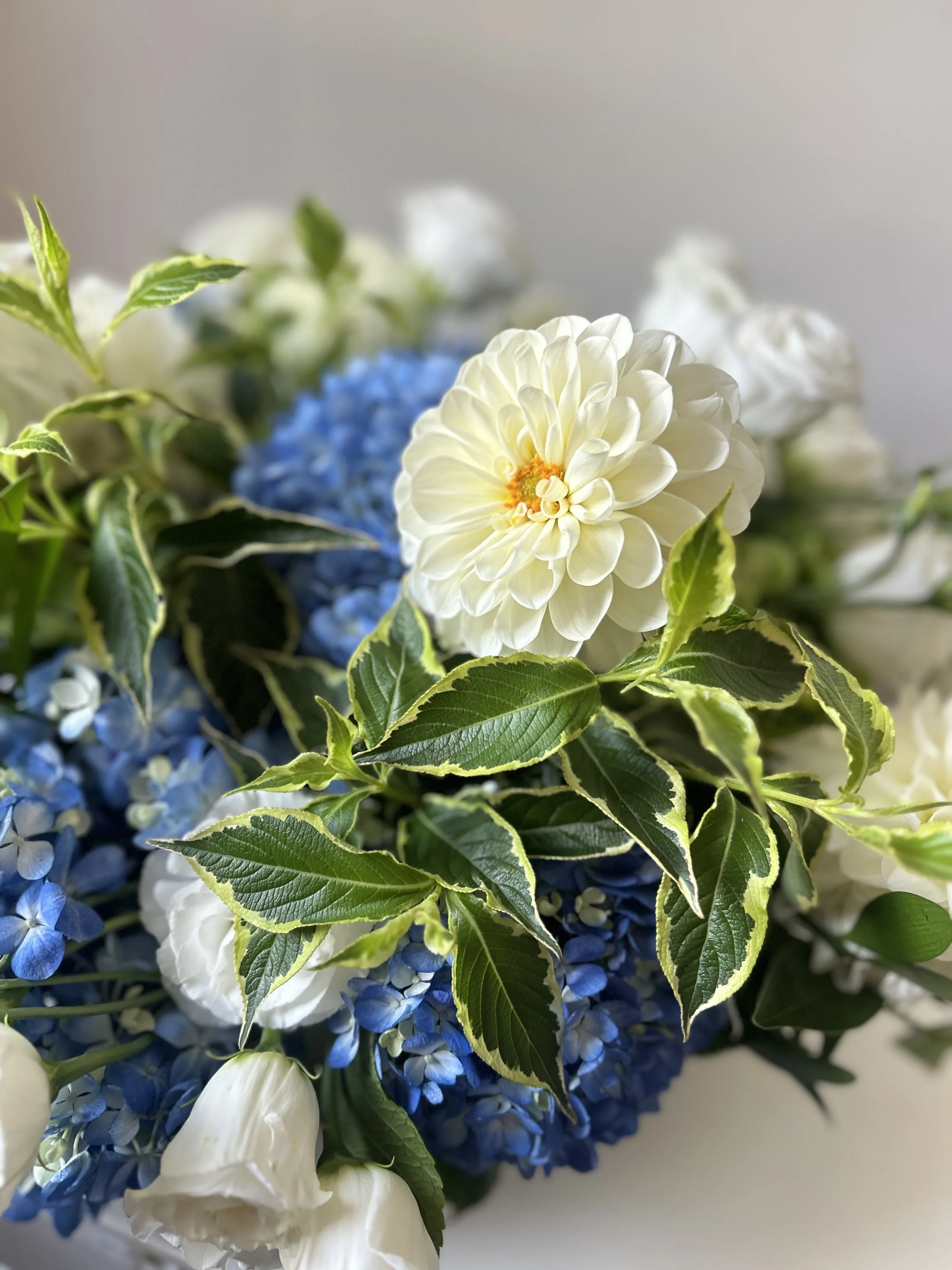 Celadon Floral is your Phippsburg, Maine florist.