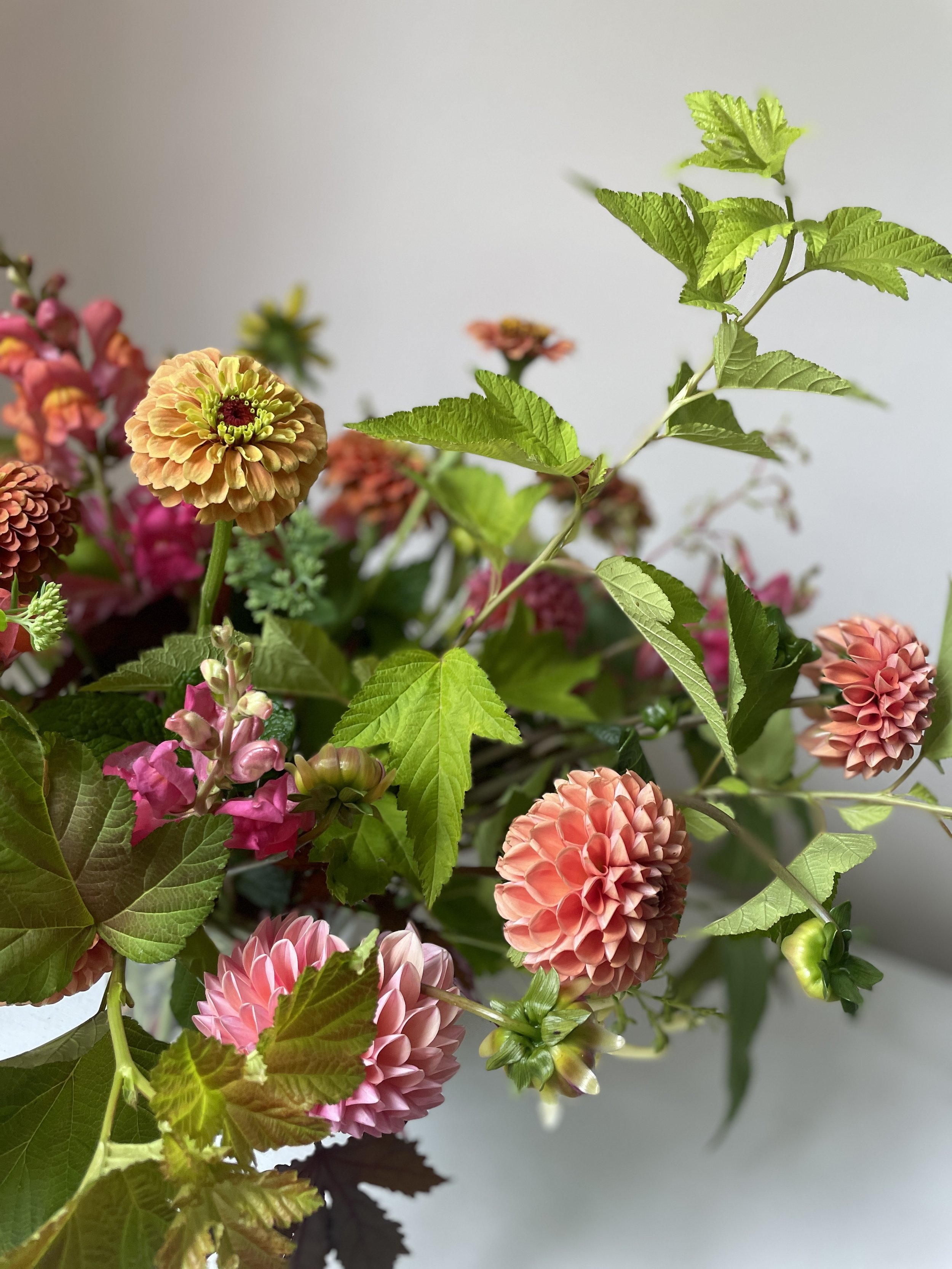 Loose Arrangement of pink and orange Dahlias and Zinnias by Harpswell, Maine Florist Celadon Floral