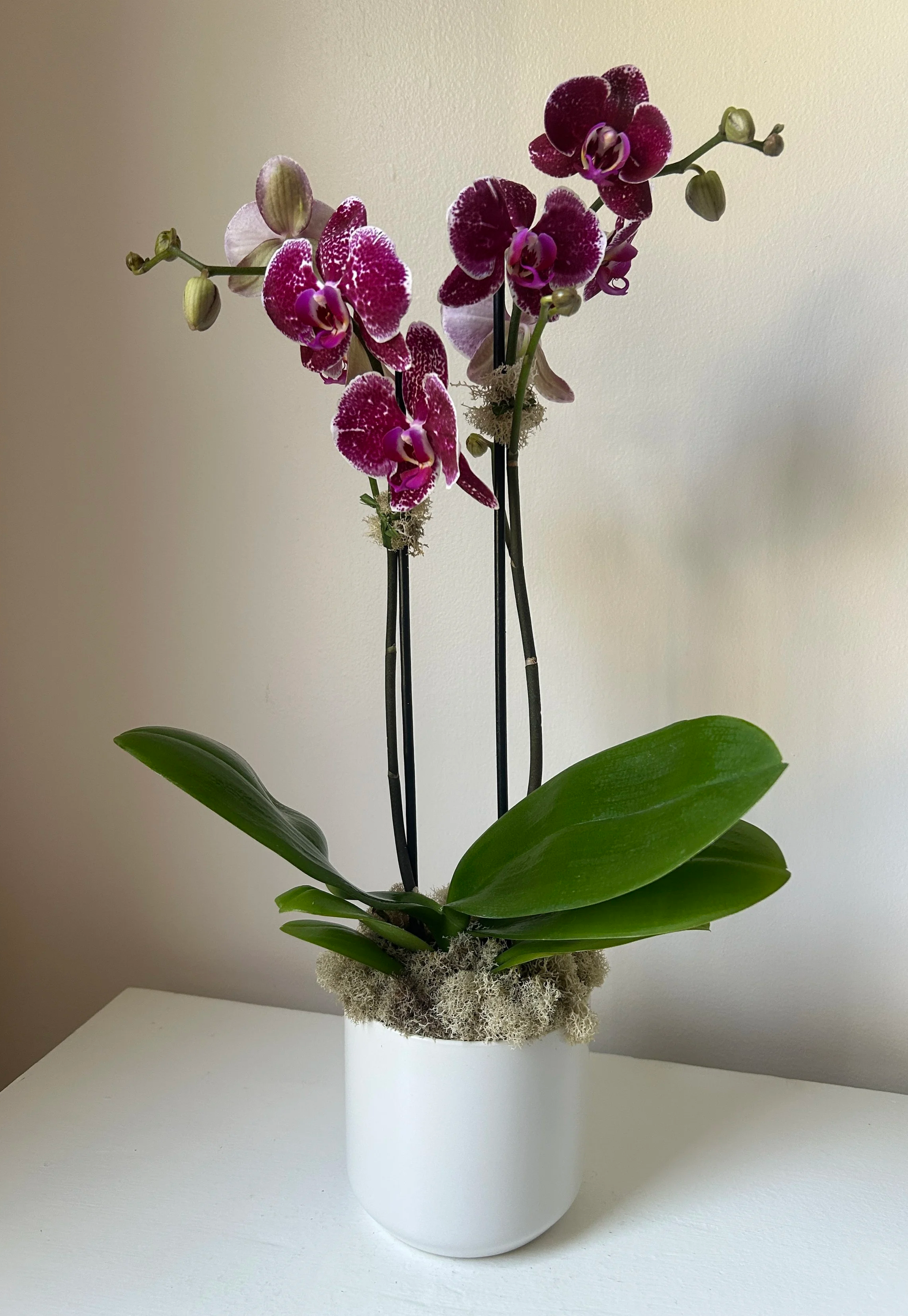 Small, colorful Phalaenopsis orchid from Celadon Floral in Brunswick, Maine
