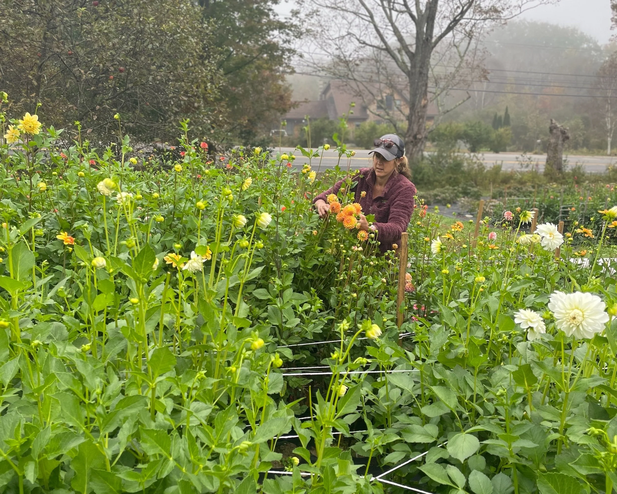 Celadon Floral is your Bowdoinham, Maine Florist