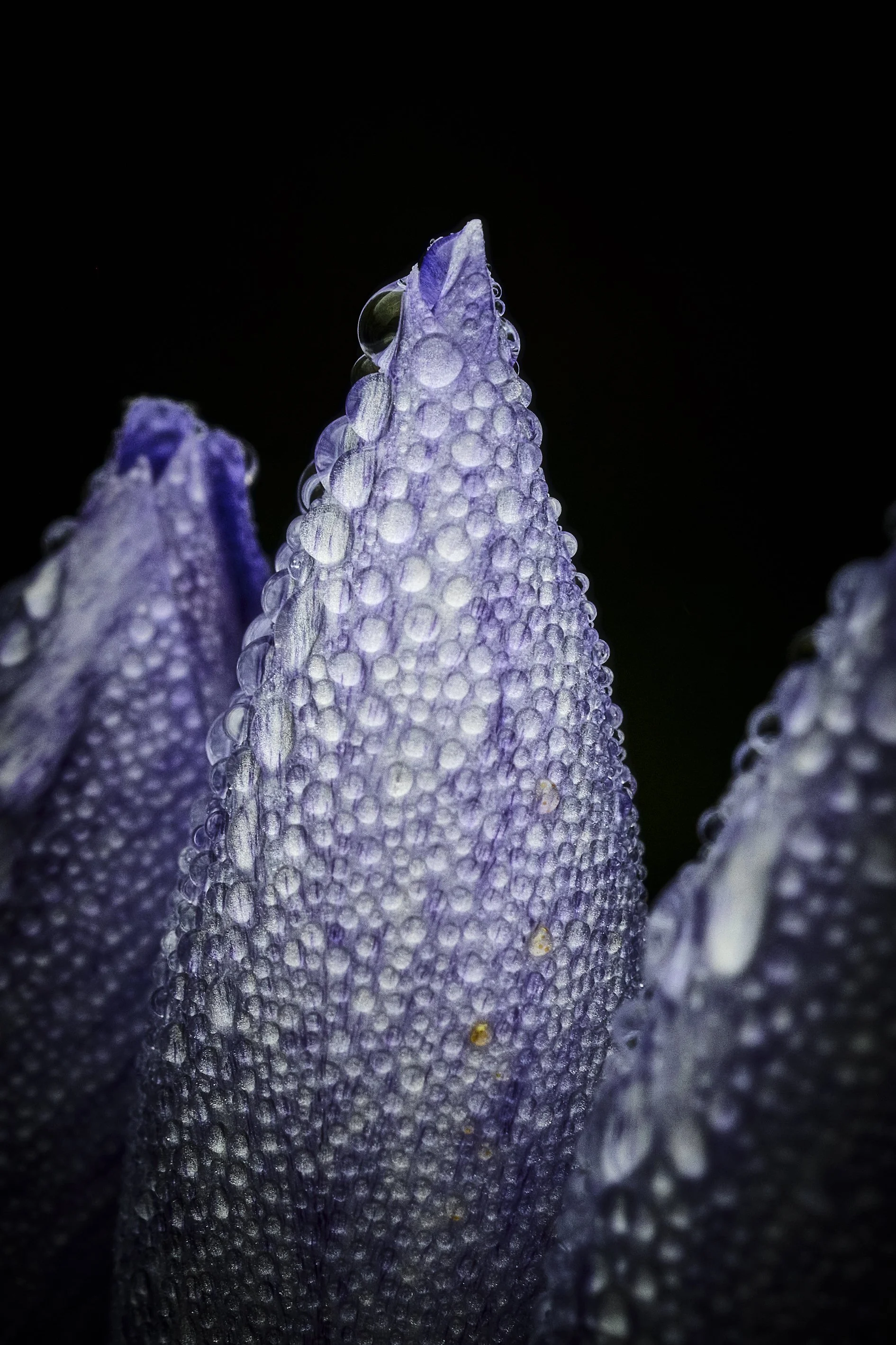 _S0A4451_macro_tune 1-kopi.jpg