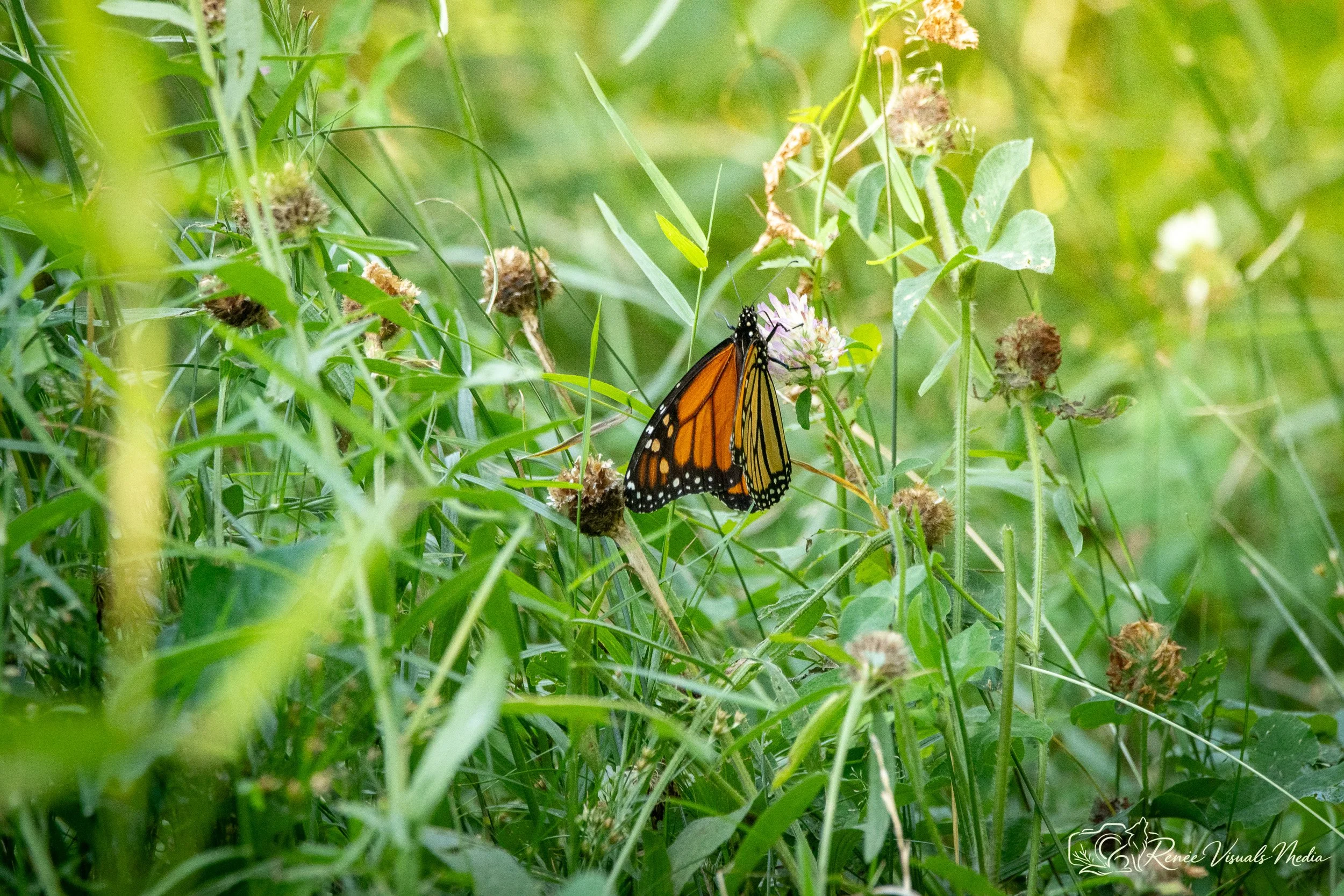 Monarch · Danaus plexippus
