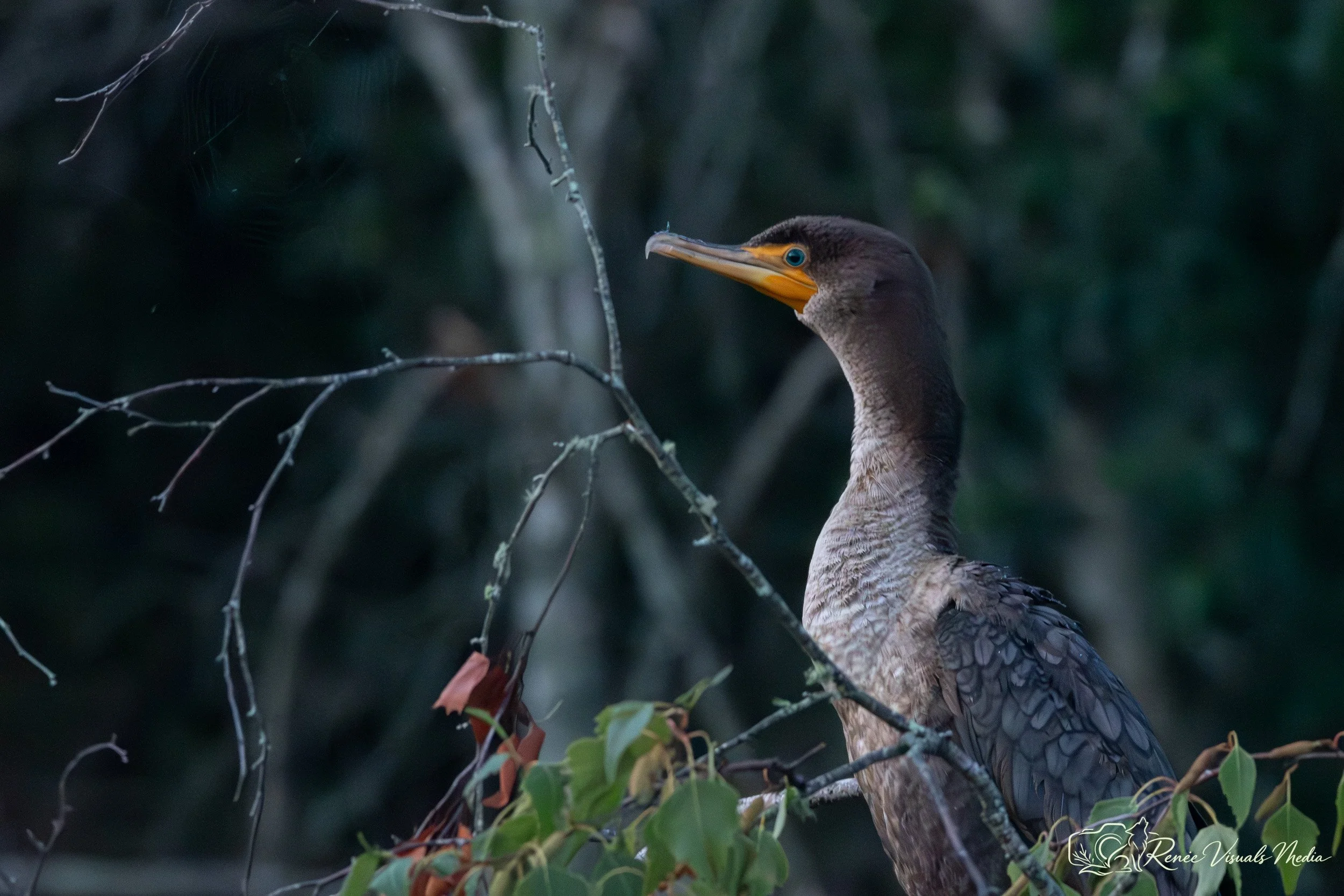 Double-crested Cormorant · Nannopterum auritum