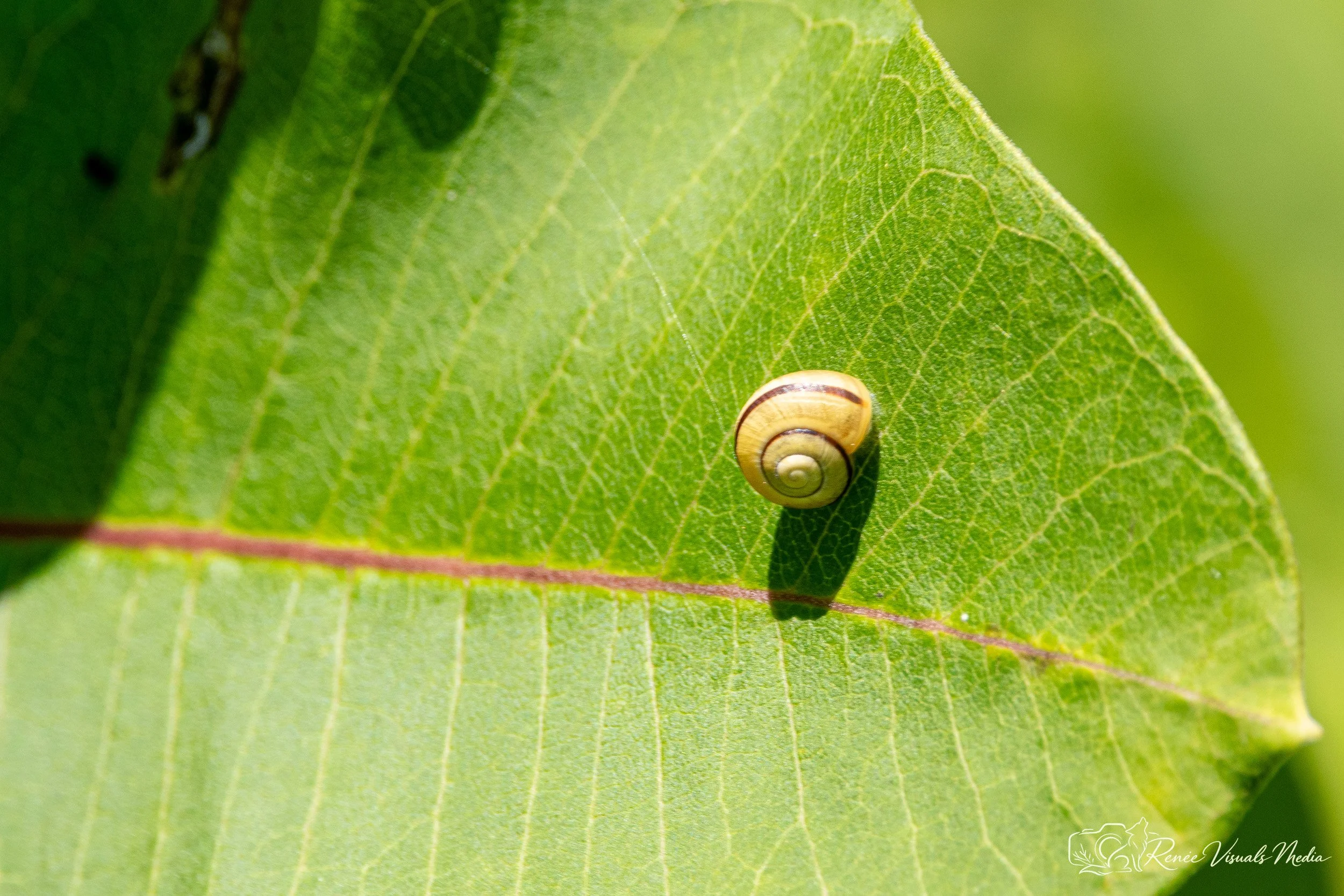 Grove Snail · Cepaea nemoralis (probable ID)