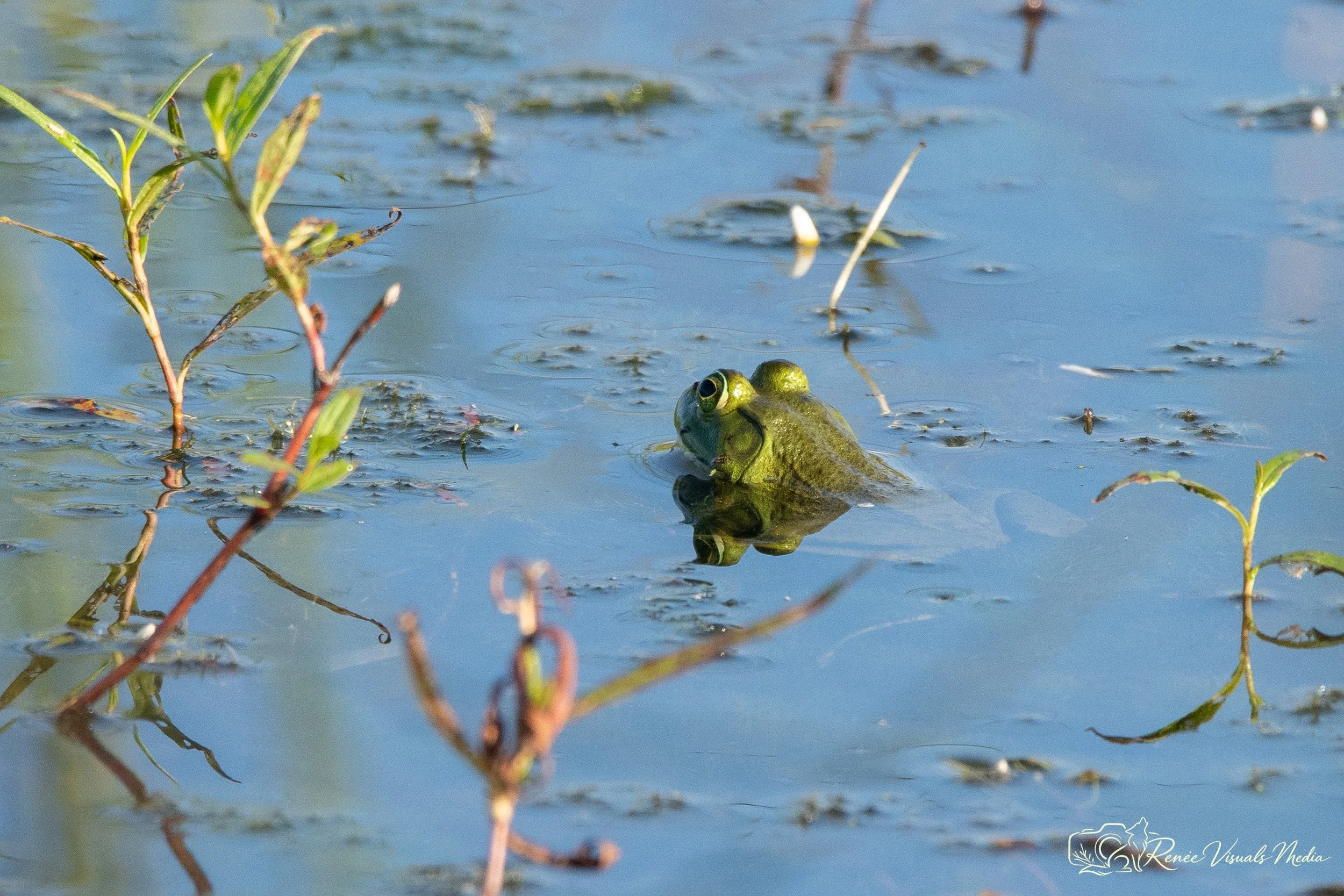 American Bullfrog · Lithobates catesbeianus
