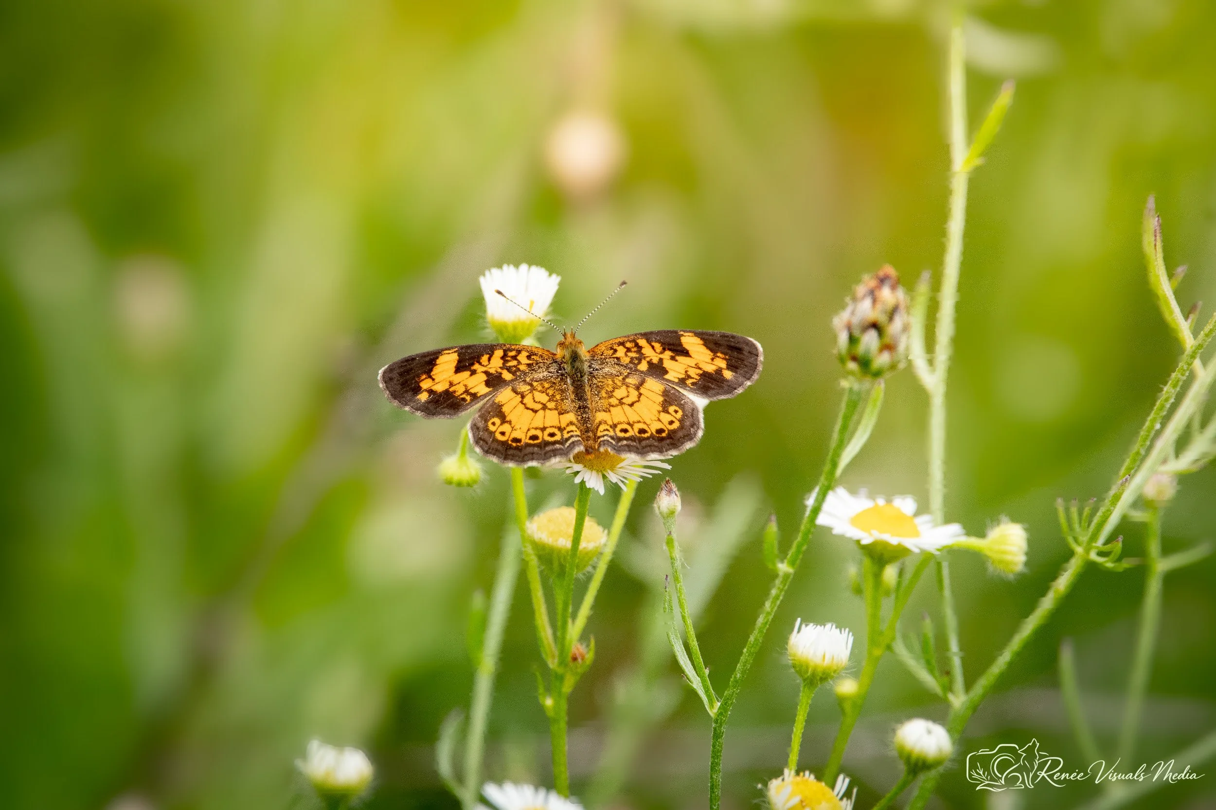 Pearl Crescent · Phyciodes tharos (probable ID)