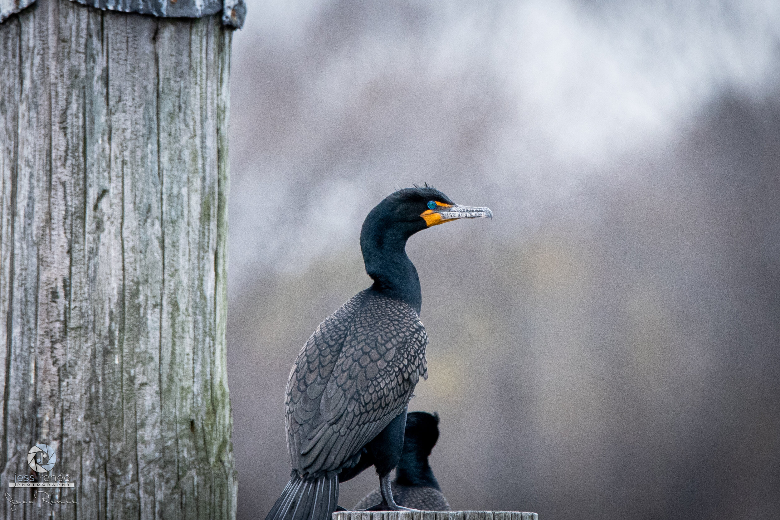 Wildlife & Landscapes