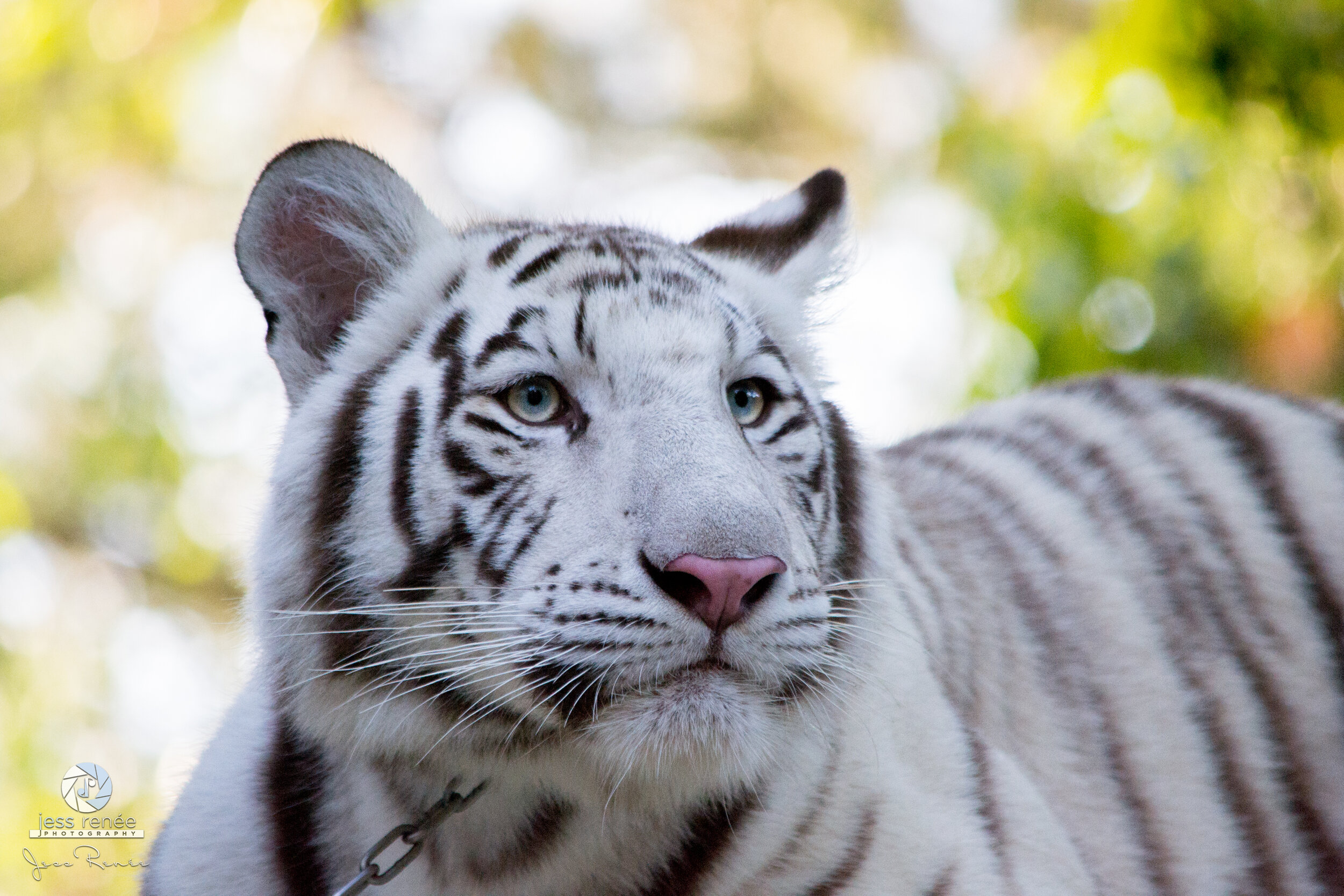 White tiger from Myrtle Beach Safari at King Richard's