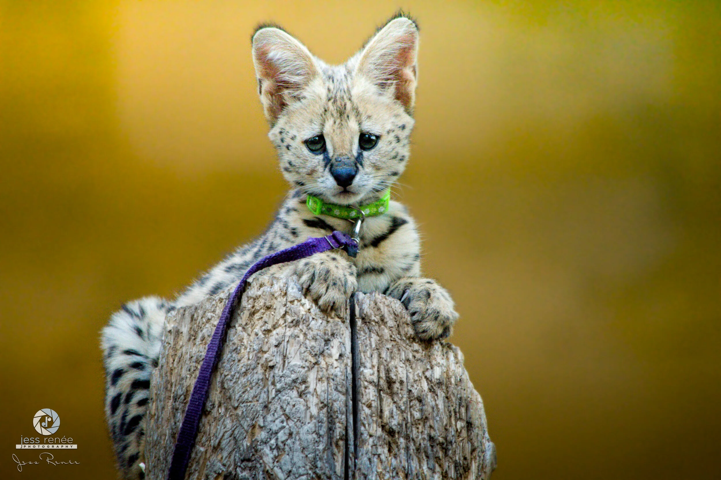 Savannah Cat from Myrtle Beach at King Richard's Fair