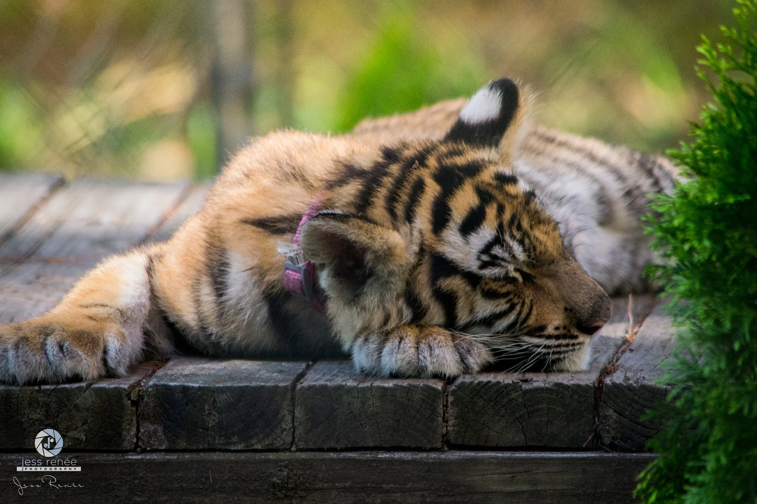 Tiger Cub from Myrtle Beach Safari at King Richard's Fair