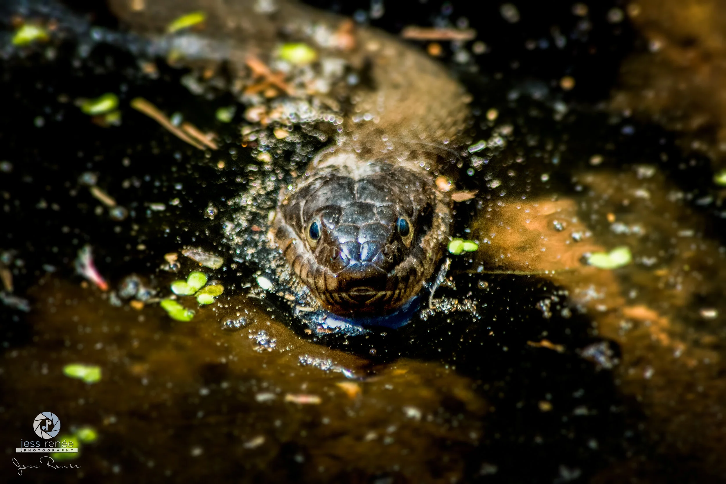 Northern Water Snake