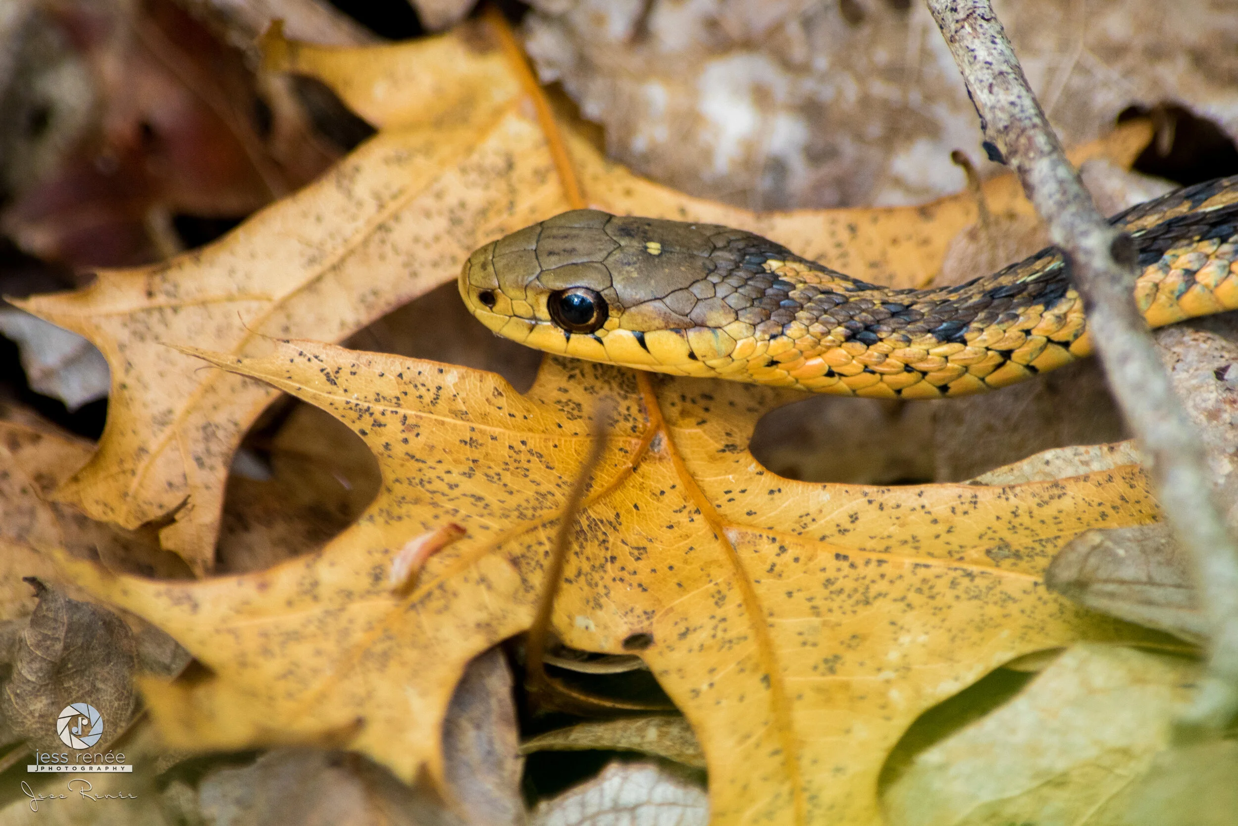 Eastern Garter Snake